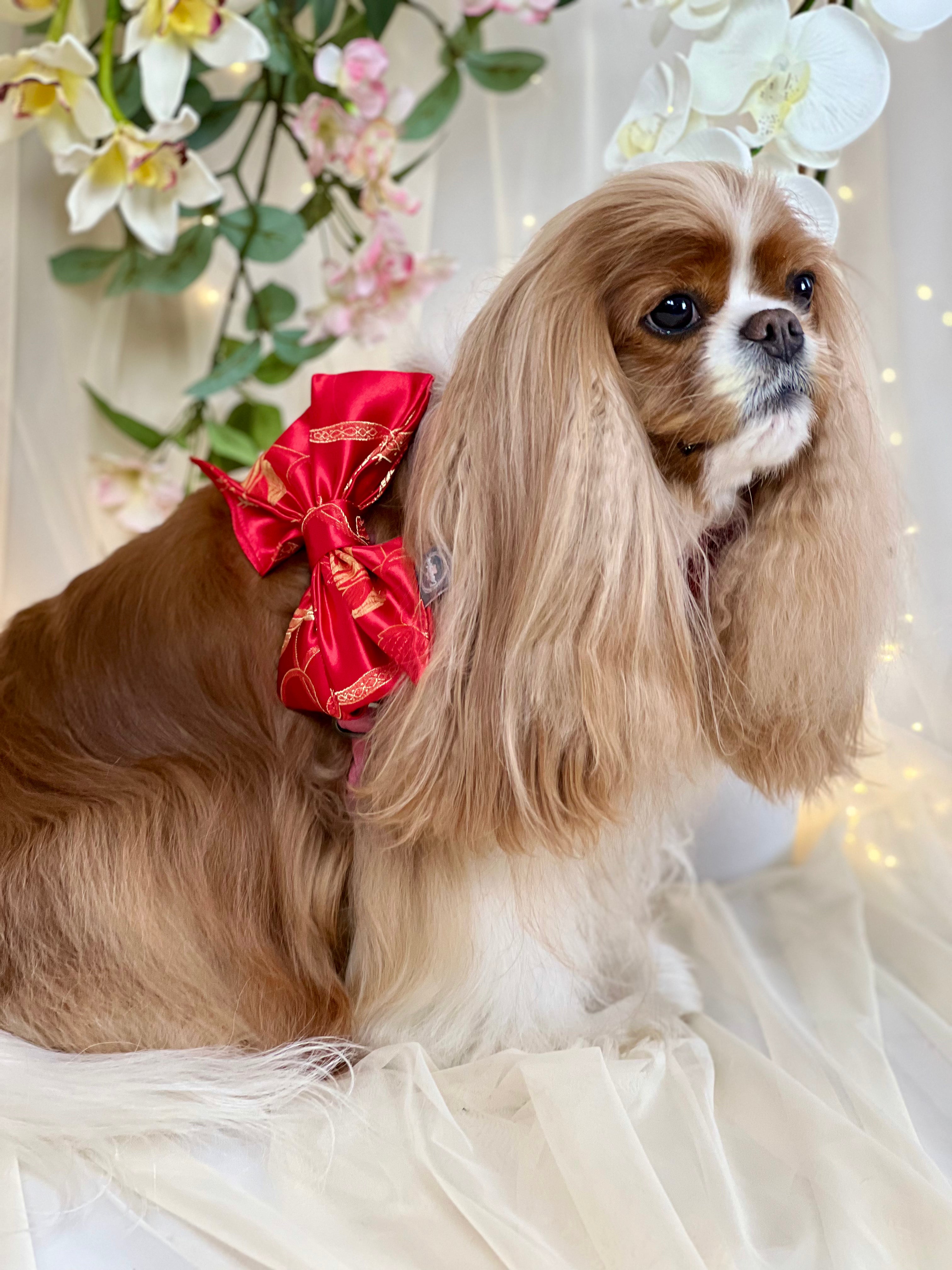 Strike a Pose Bow - Chinese New Year