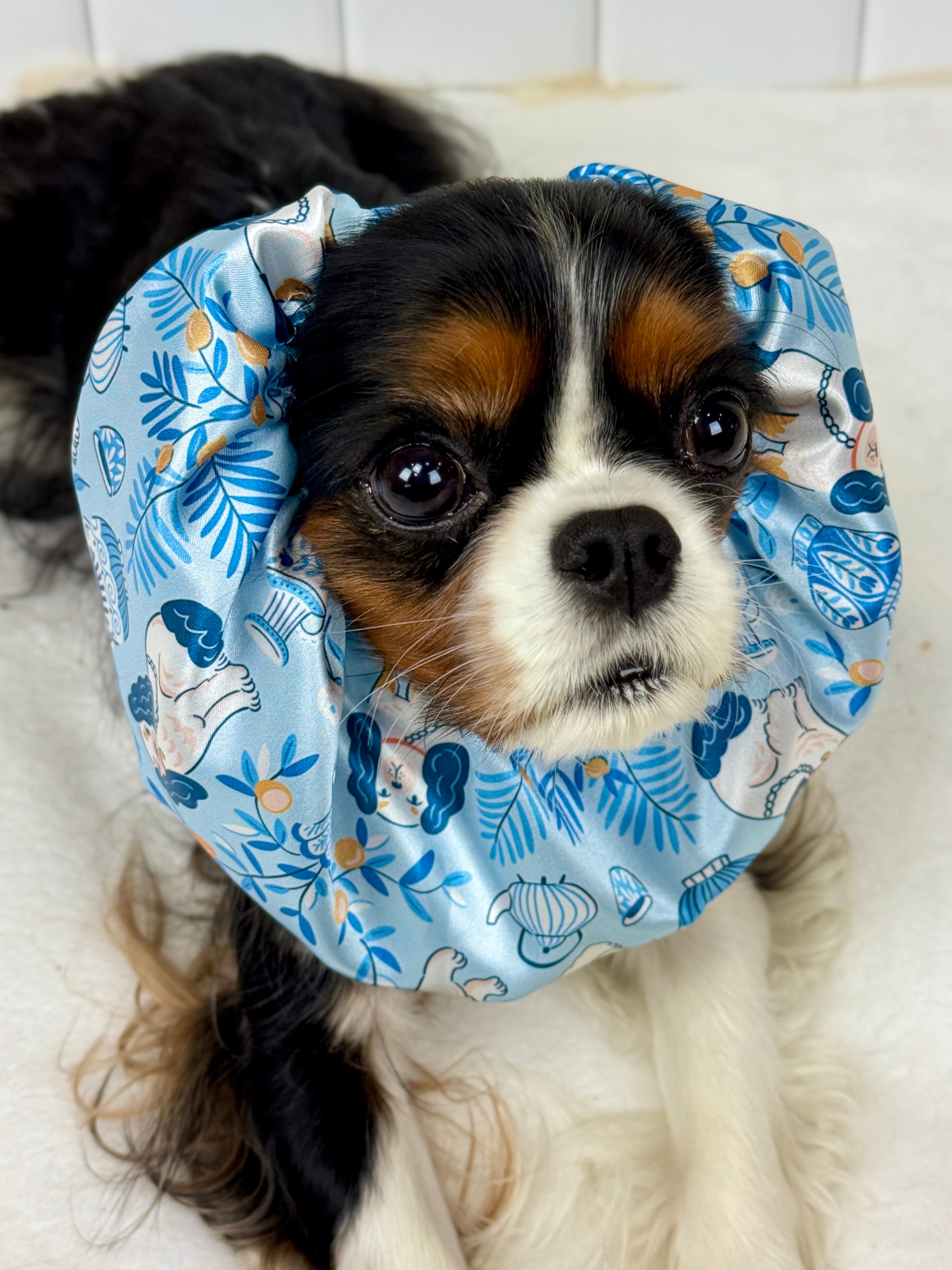 The Long Ear Struggles are Real Snood - Cavaliers at High Tea
