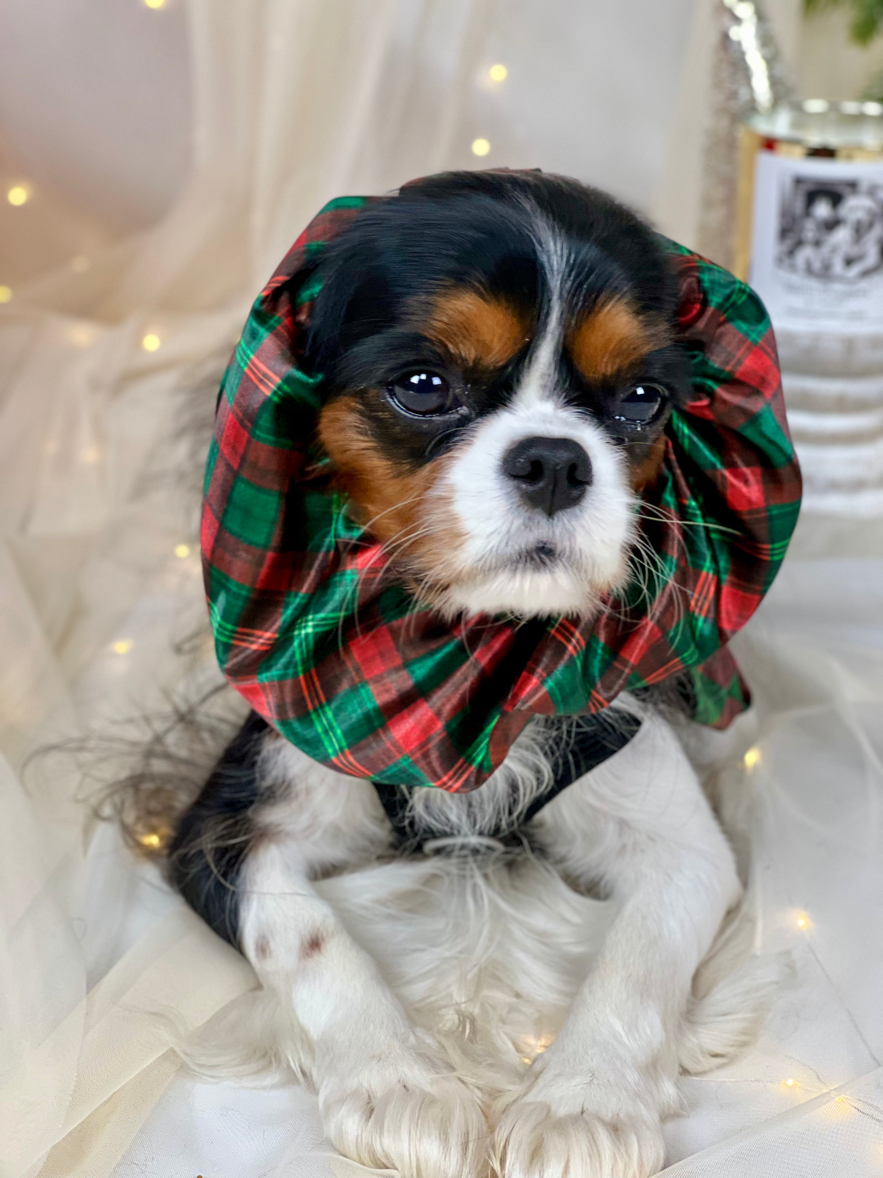 The Long-Ear Struggles are Real Snood - Holiday Tartan