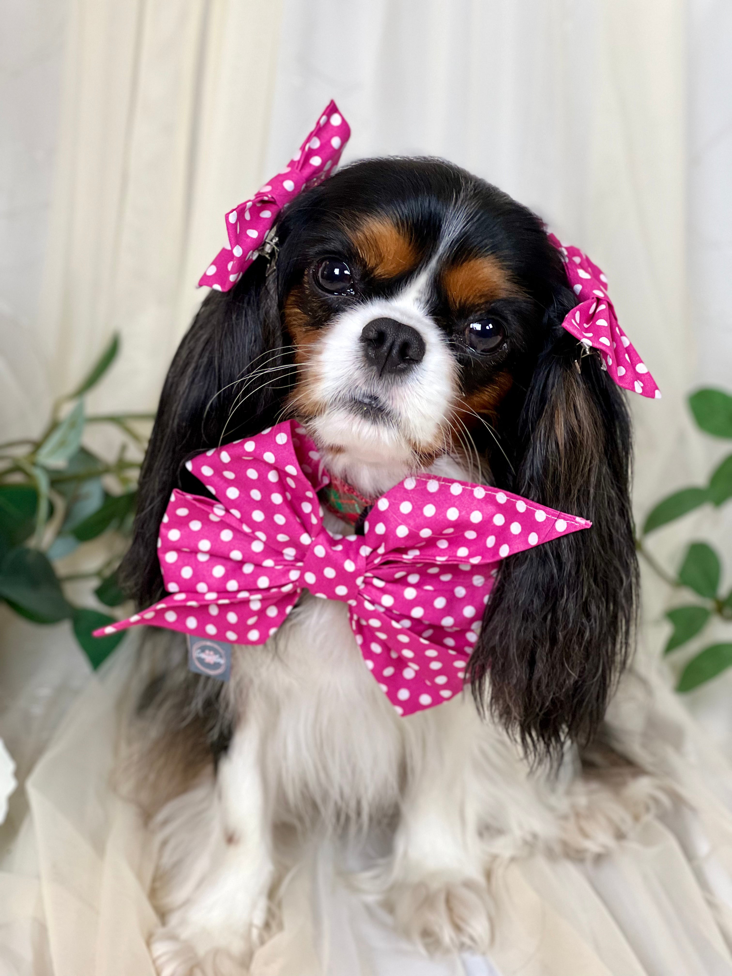 Strike a Pose Bow - Pink Polka Dots & Pastel Paisleys