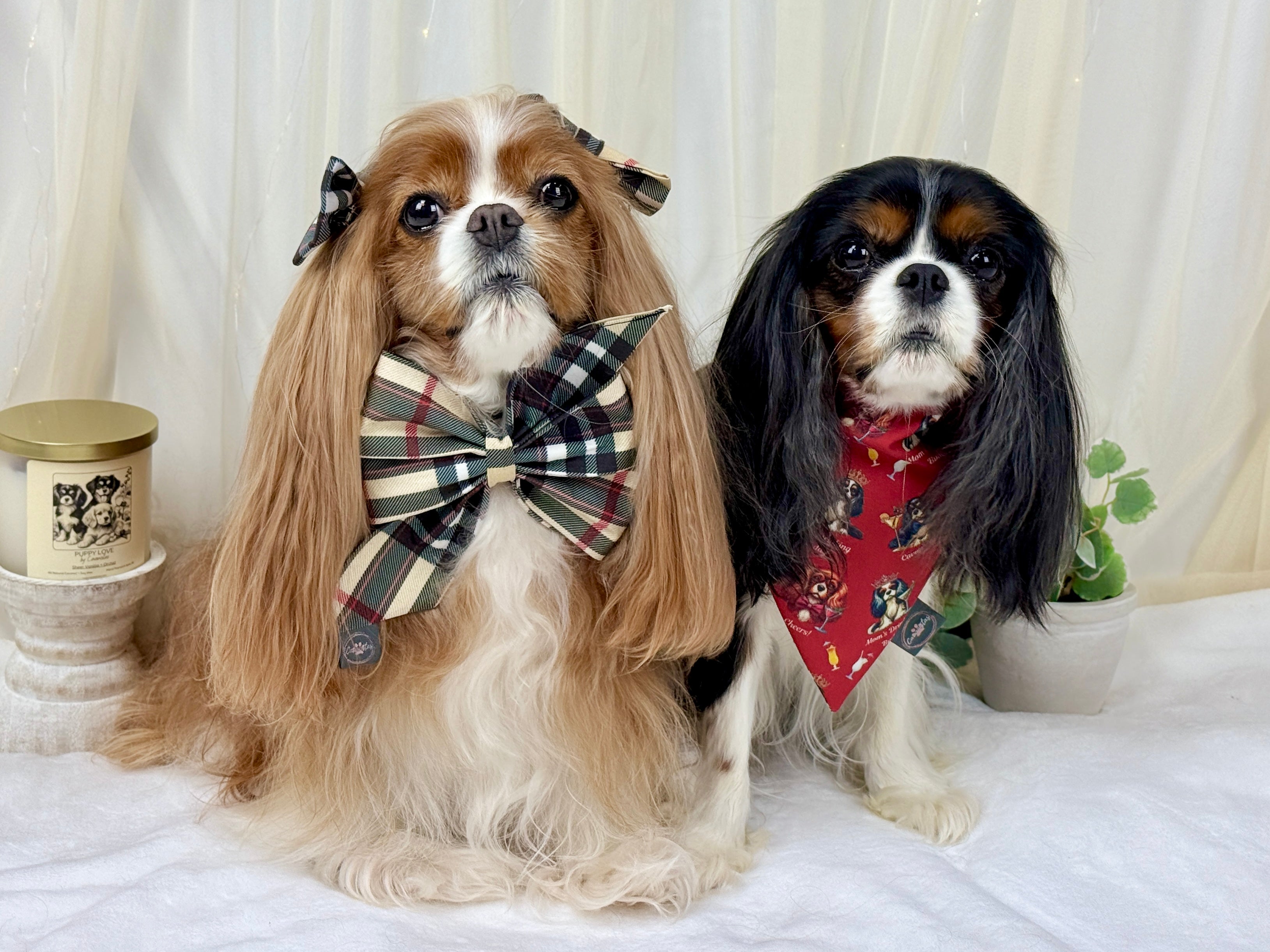 Strike a Pose Bow - Furberry Plaid