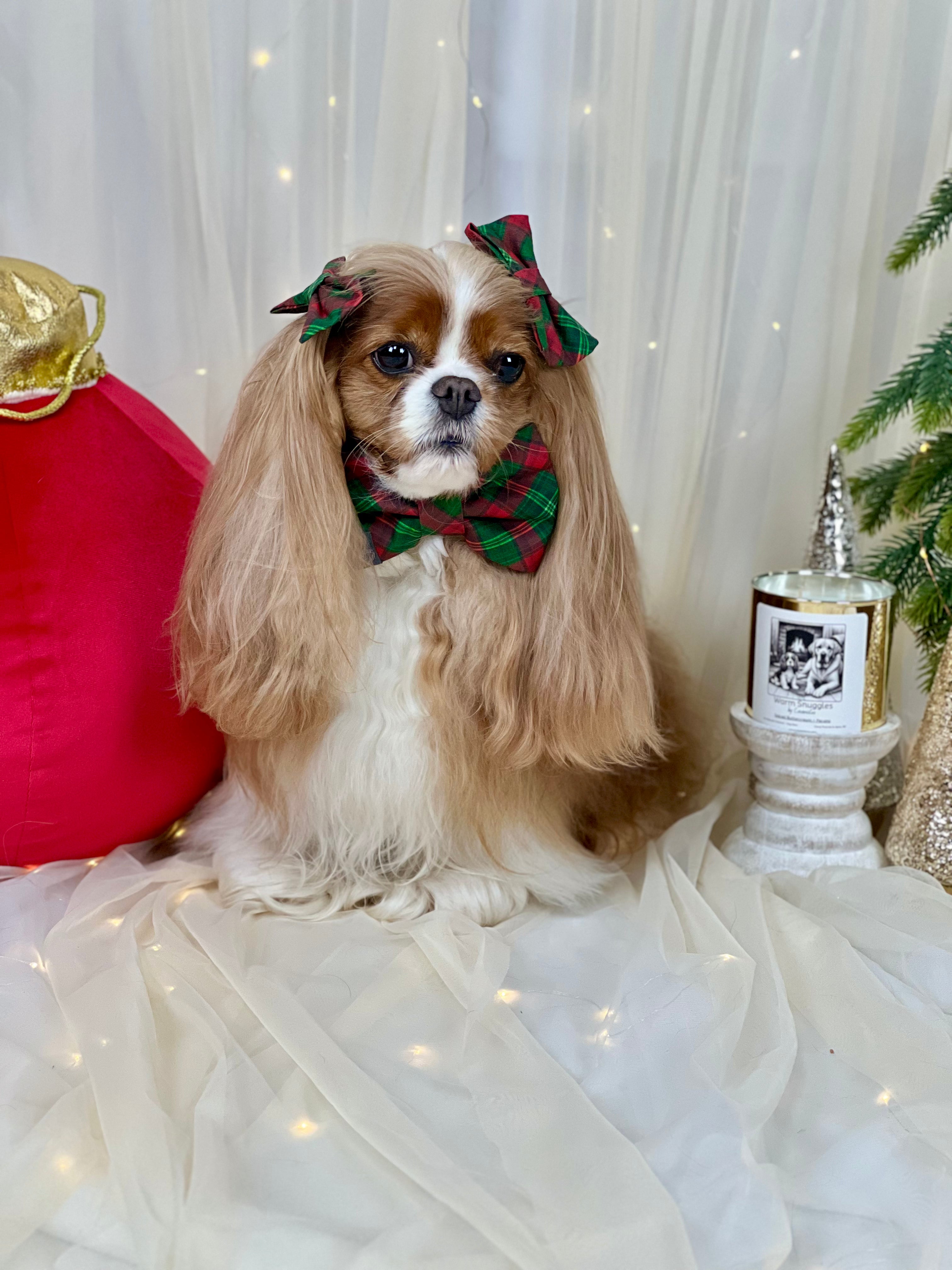 Dress to Impress Bow Tie - Holiday Tartan