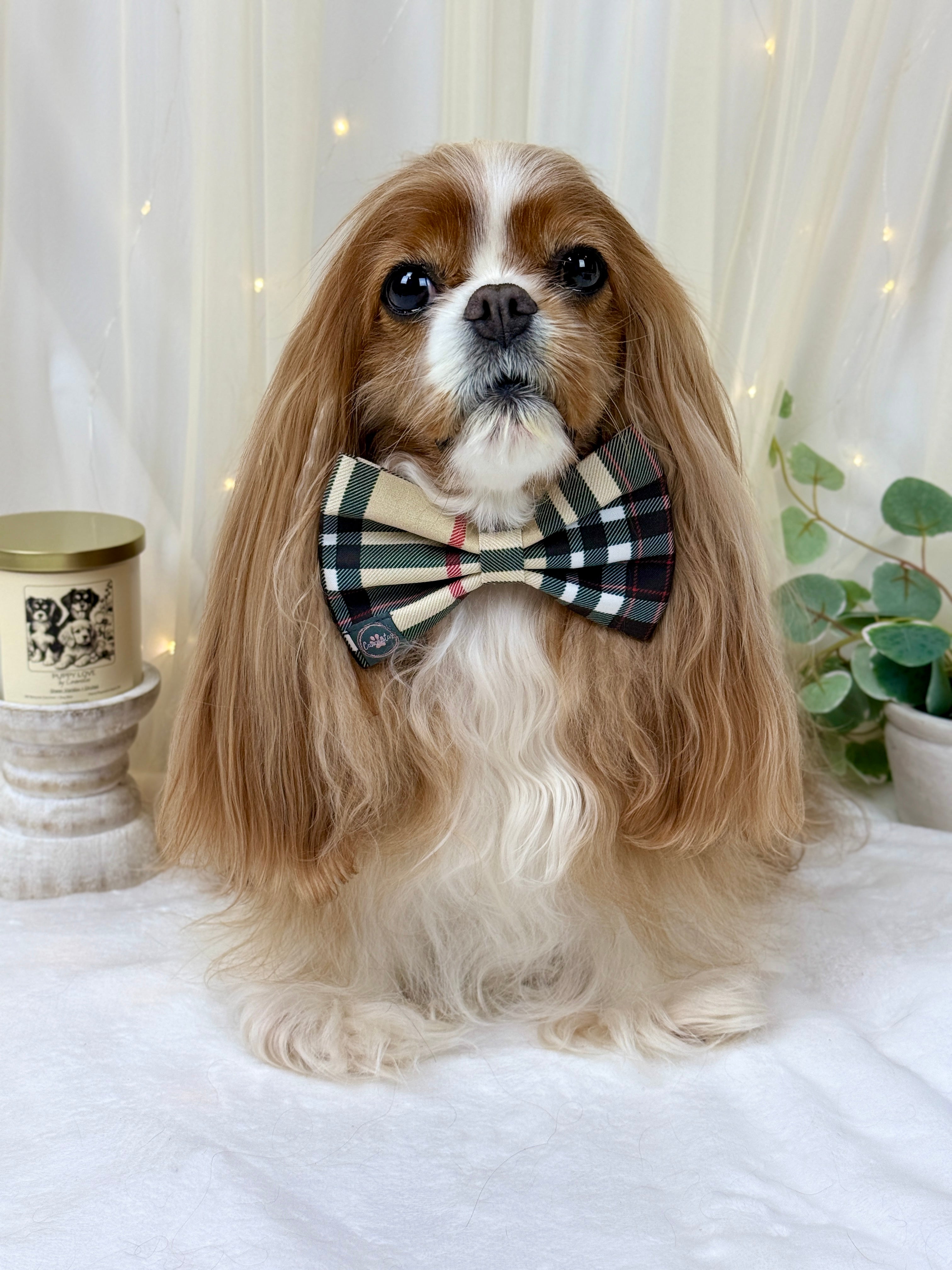 Dress to Impress Bow Tie- Furberry Plaid