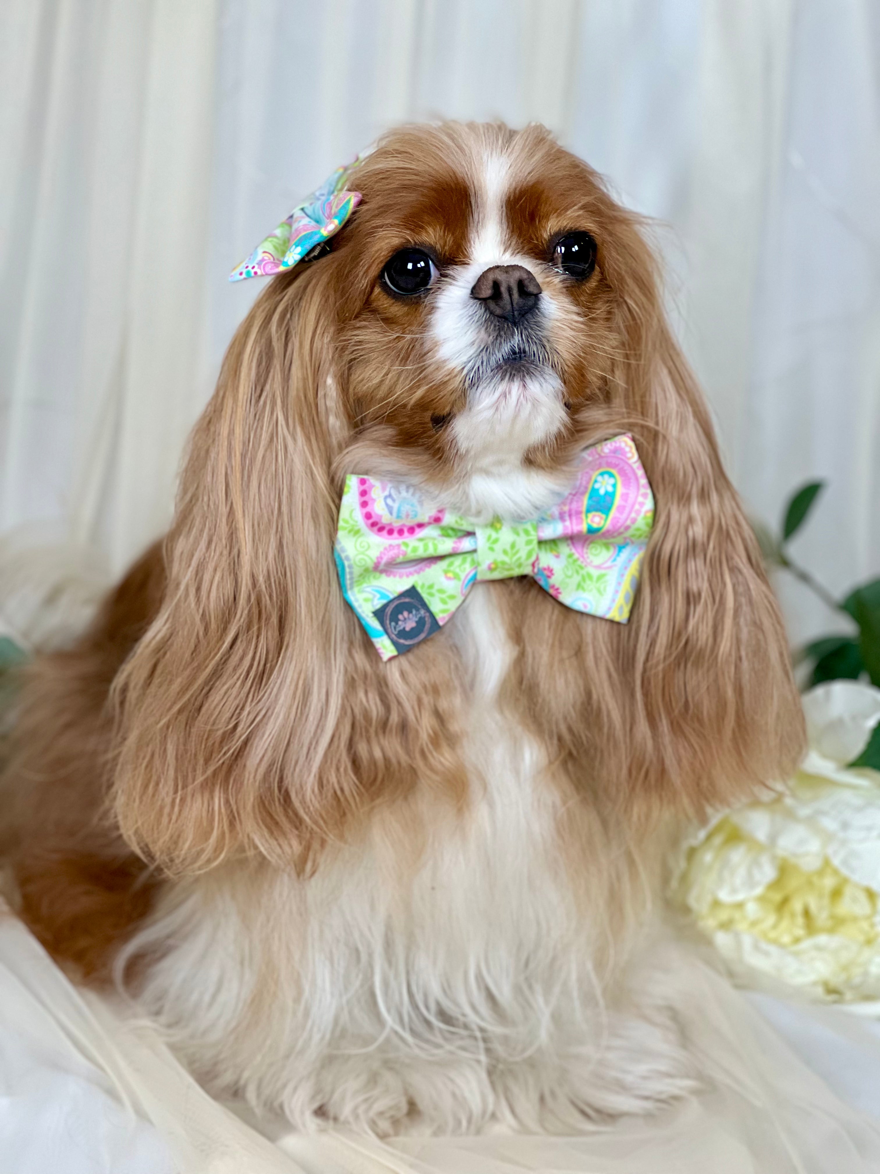 Dress to Impress Bow Tie - Pink Polka Dots & Pastel Paisleys