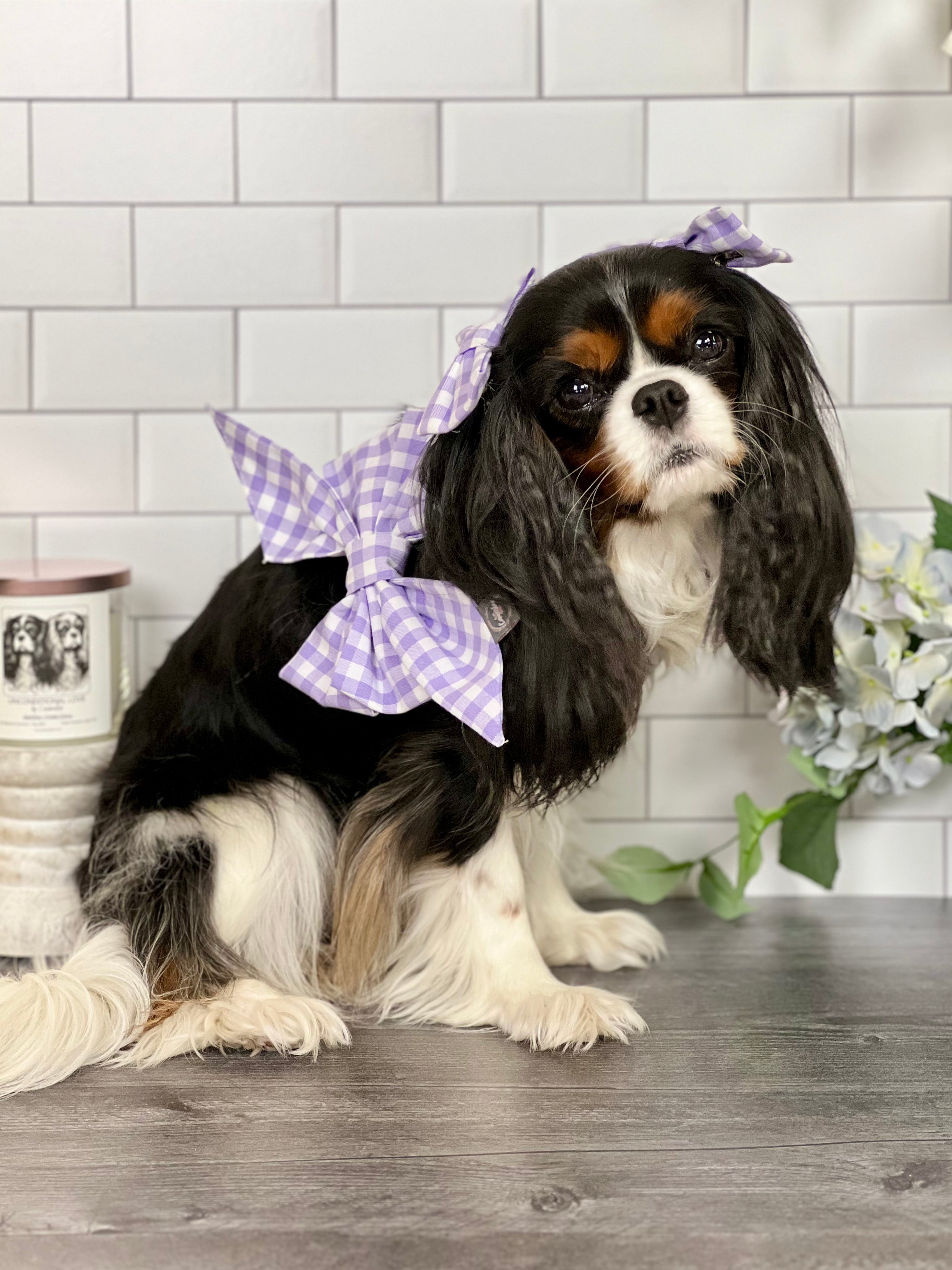 Strike a Pose Bow - Jardin de Fleurs and Lavender Gingham