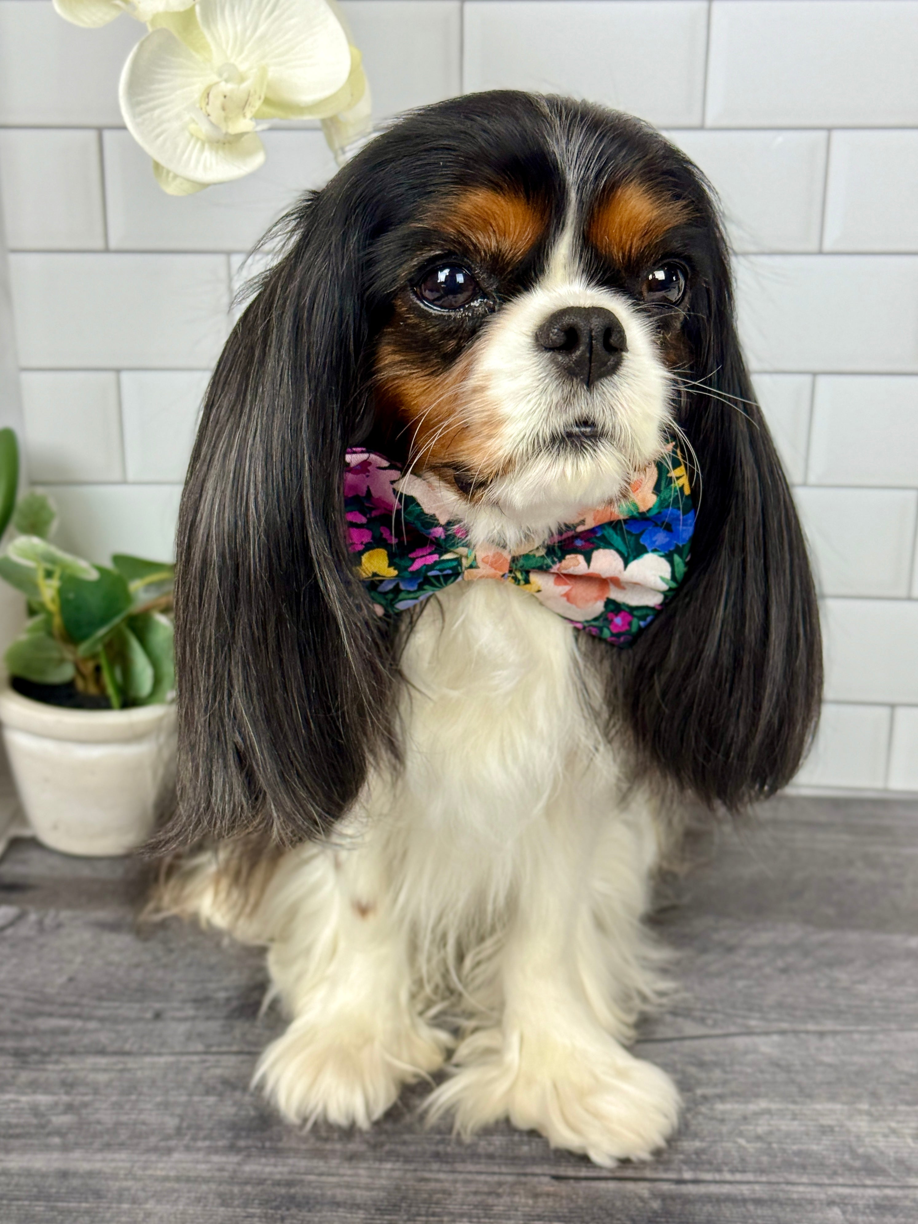 Dress to Impress Bow-Tie - Wildflower Meadow & Carolina Skies Gingham