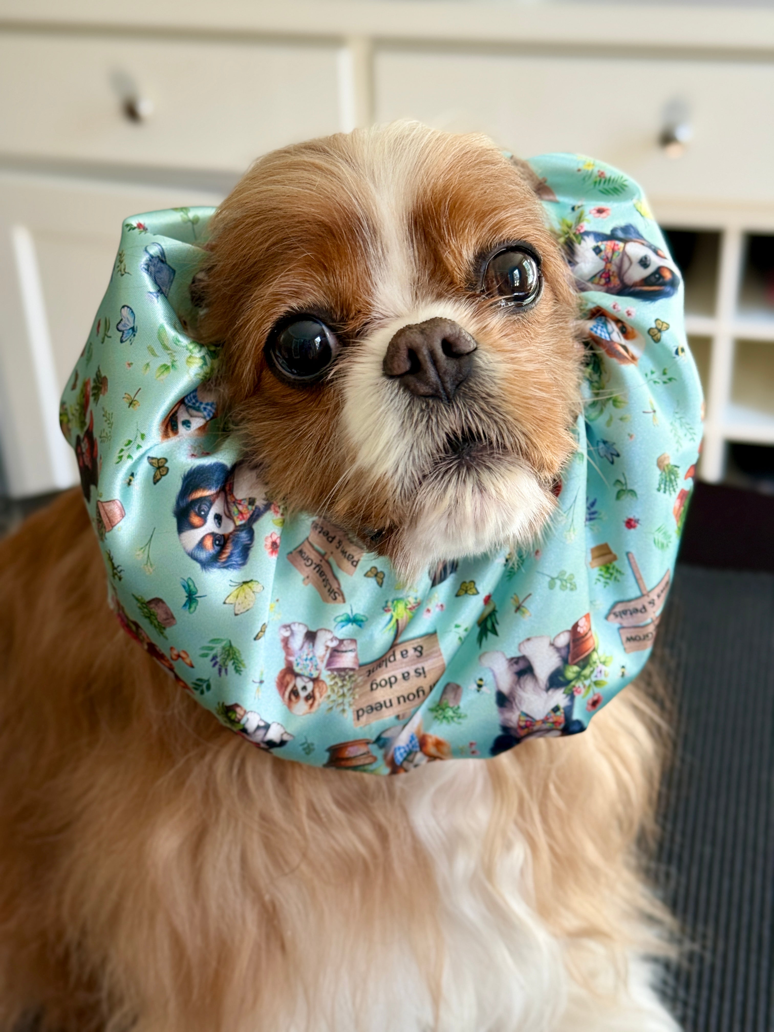 The Long-Ear Struggles are Real Snood - Cavalier Garden Party