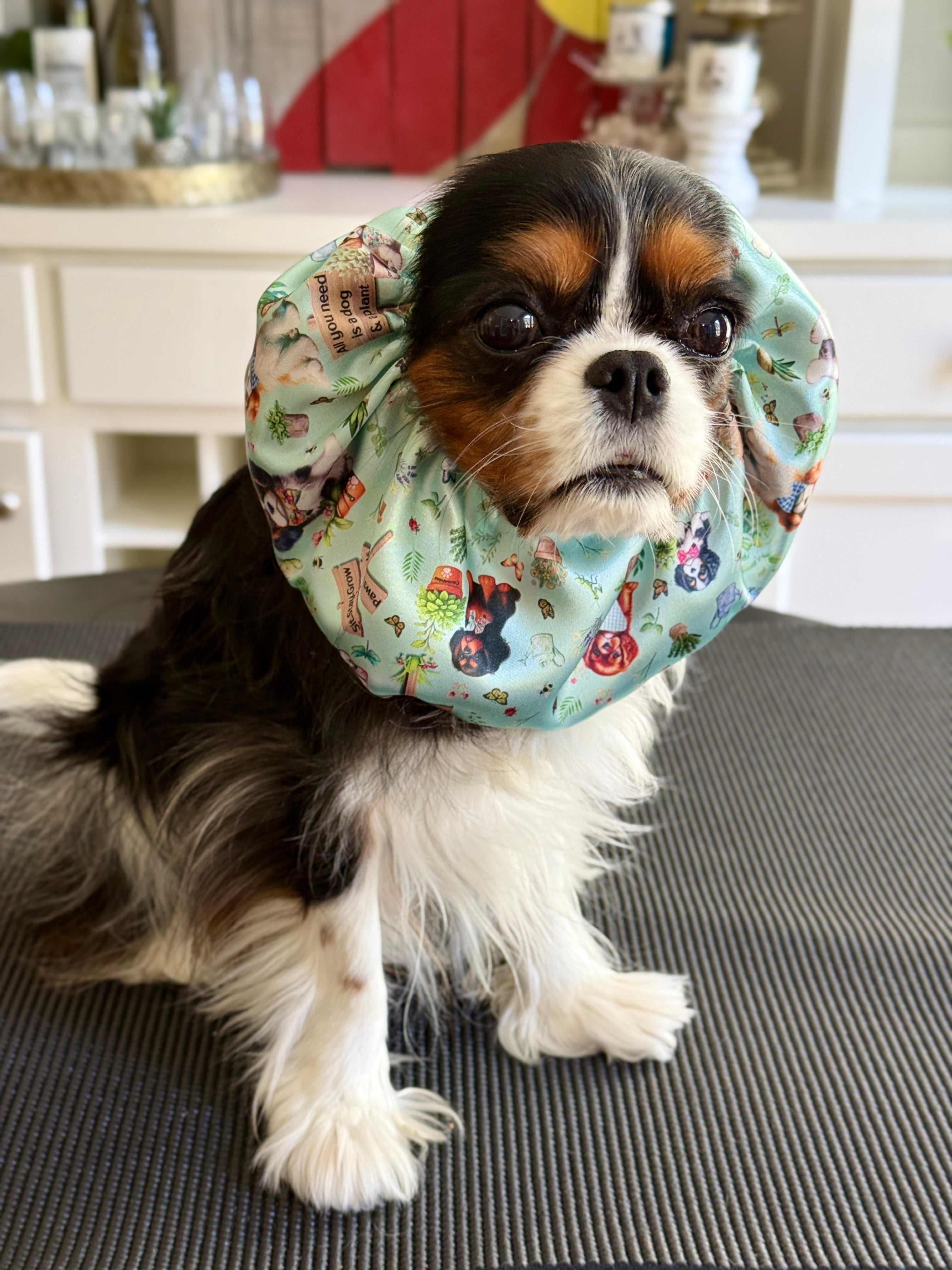 The Long-Ear Struggles are Real Snood - Cavalier Garden Party