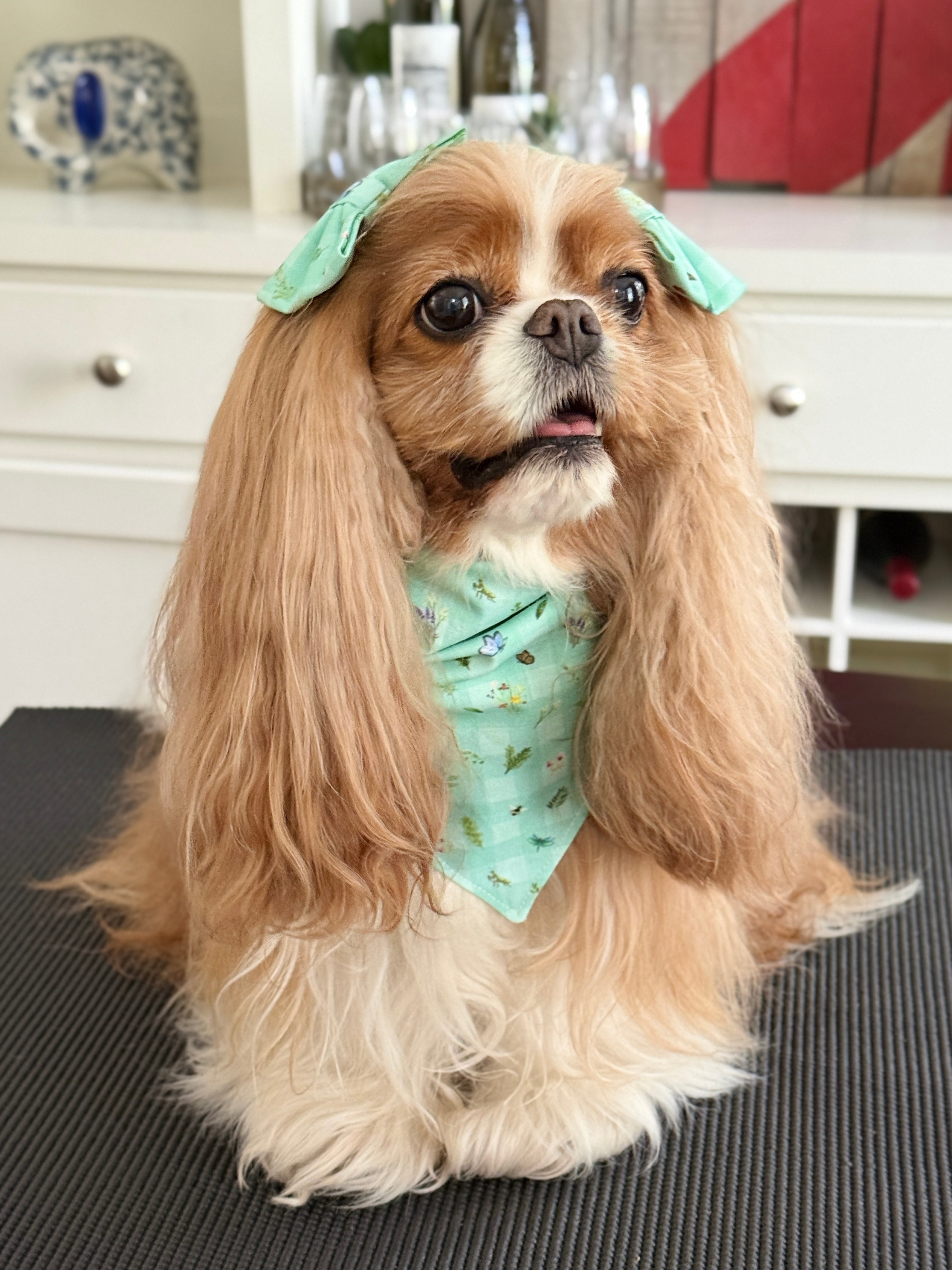 Intermission Wardrobe Change Reversible Bandana - Cavalier Garden Party & Little Garden Friends