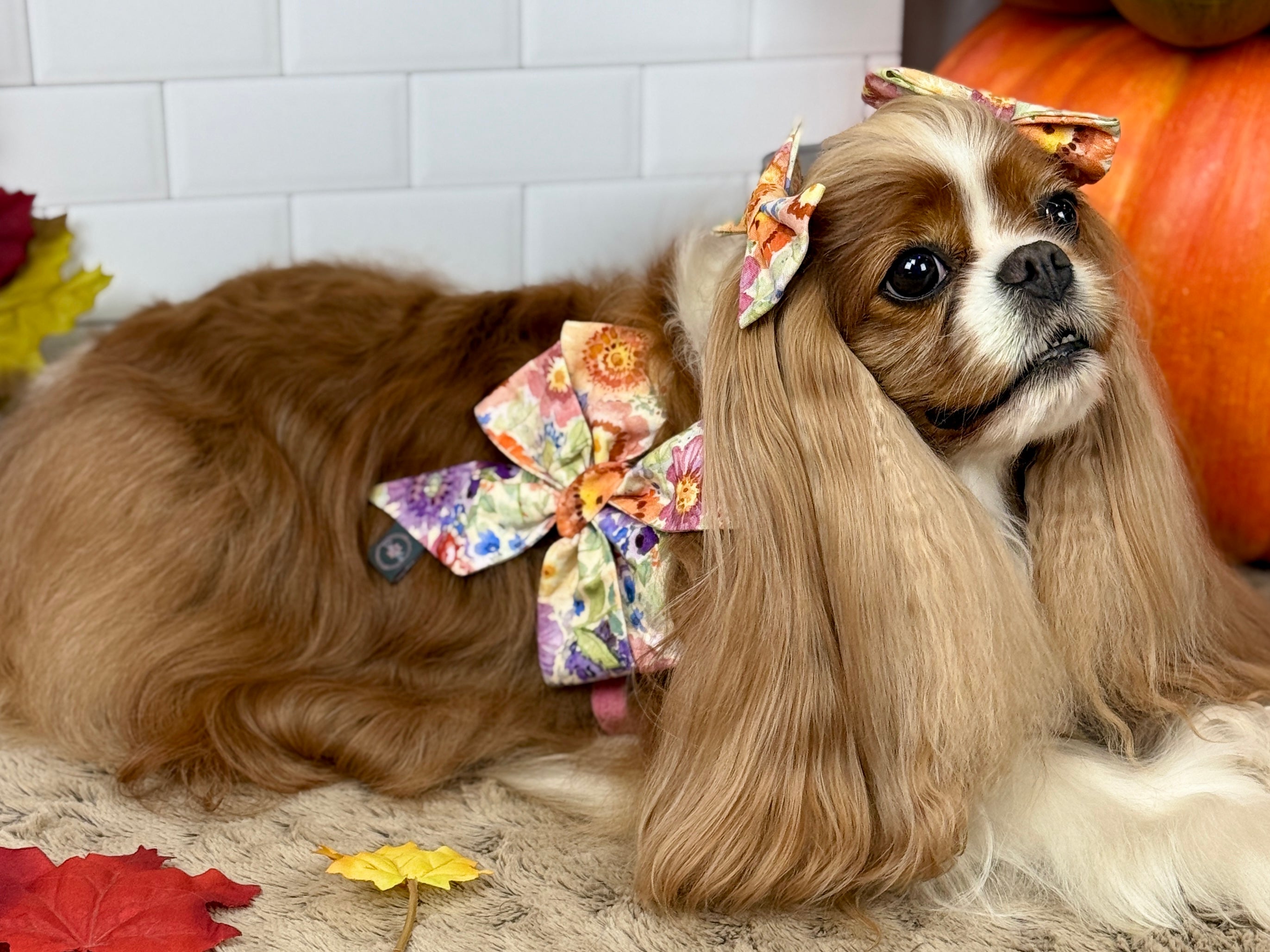 Strike a Pose Bow - Sunset Bouquet or Pumpkin Gingham