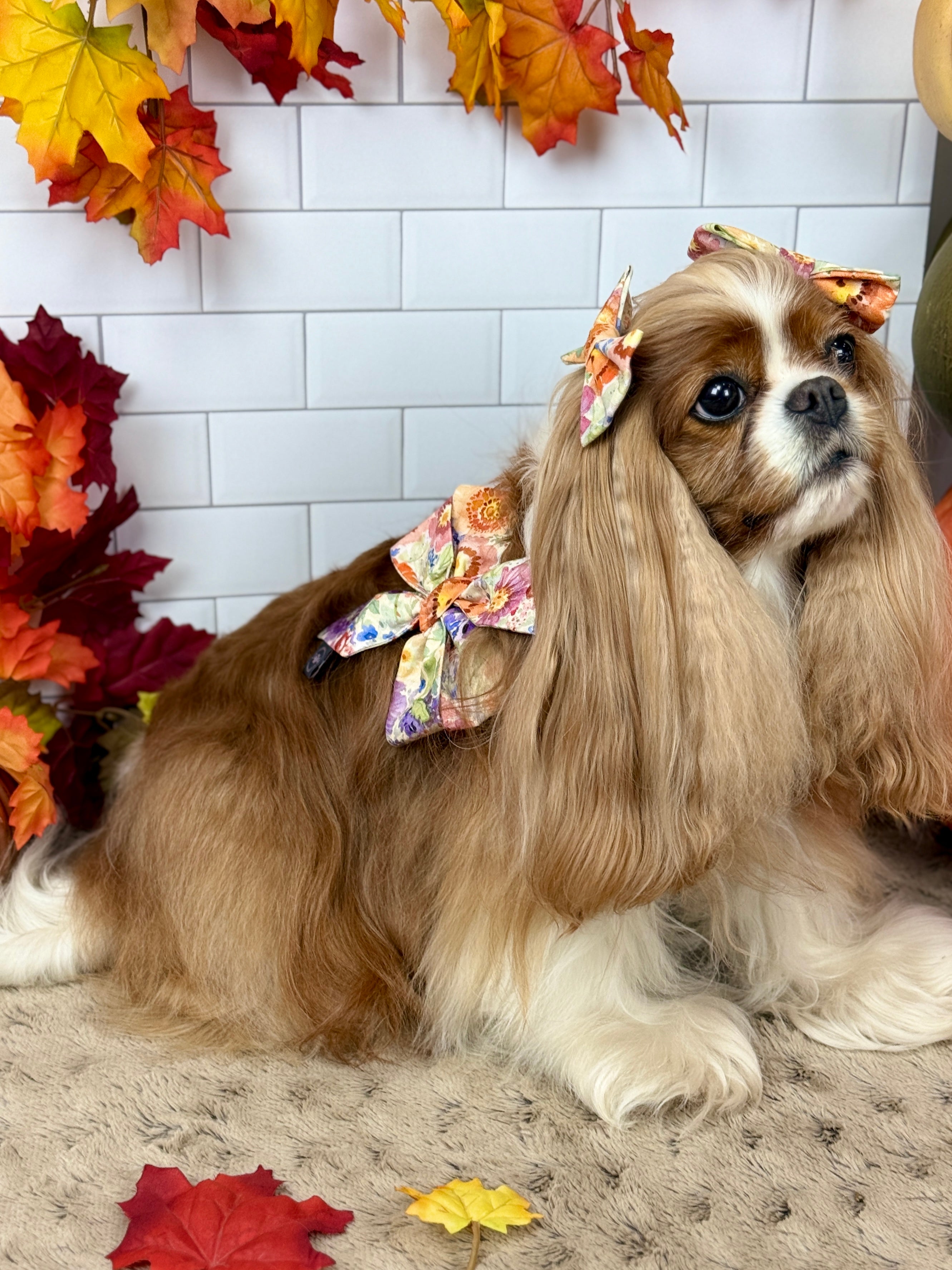Strike a Pose Bow - Sunset Bouquet or Pumpkin Gingham