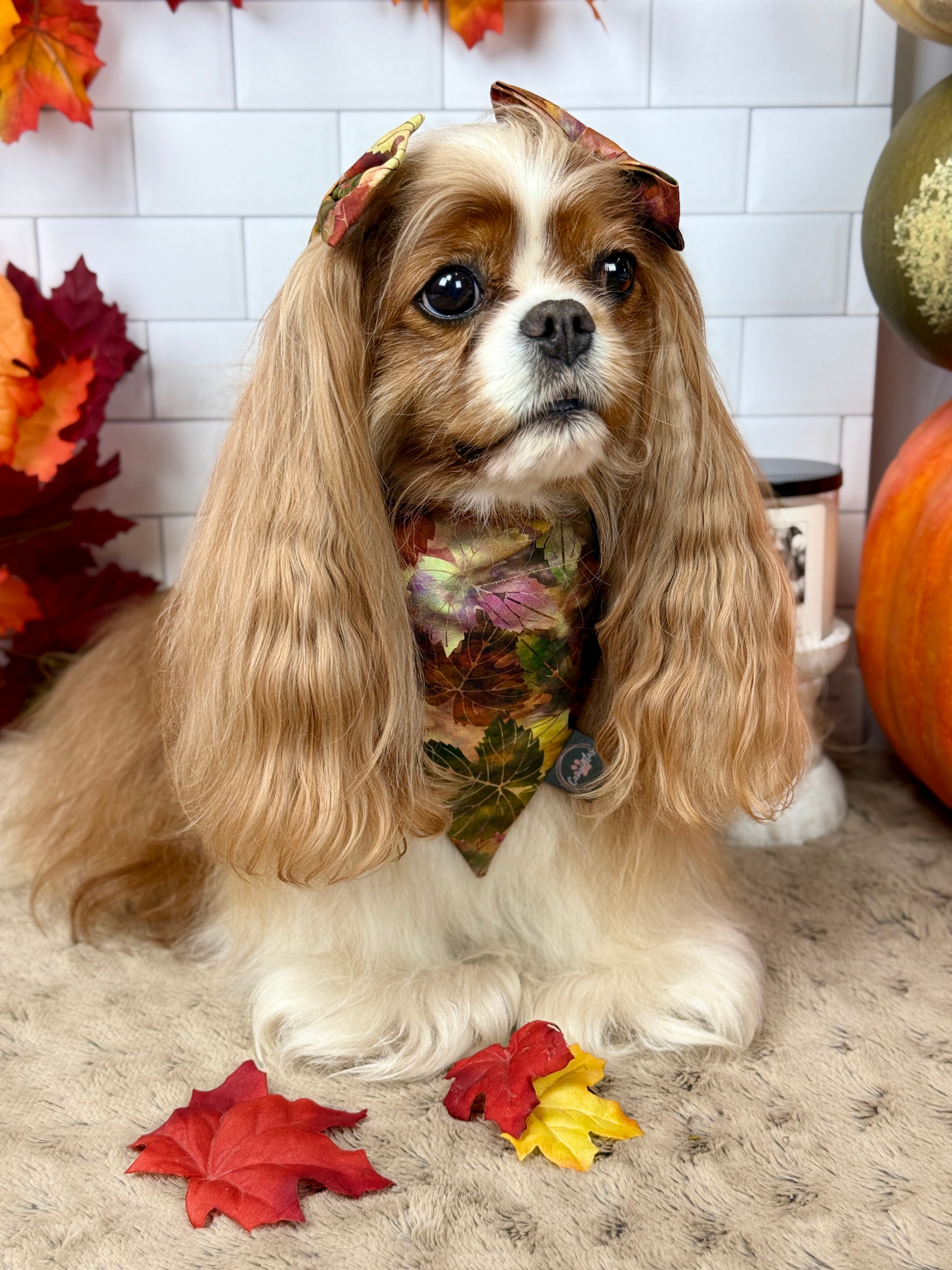 Intermission Wardrobe Change Reversible Bandana - Pumpkin Spice Life & Falling for Fall