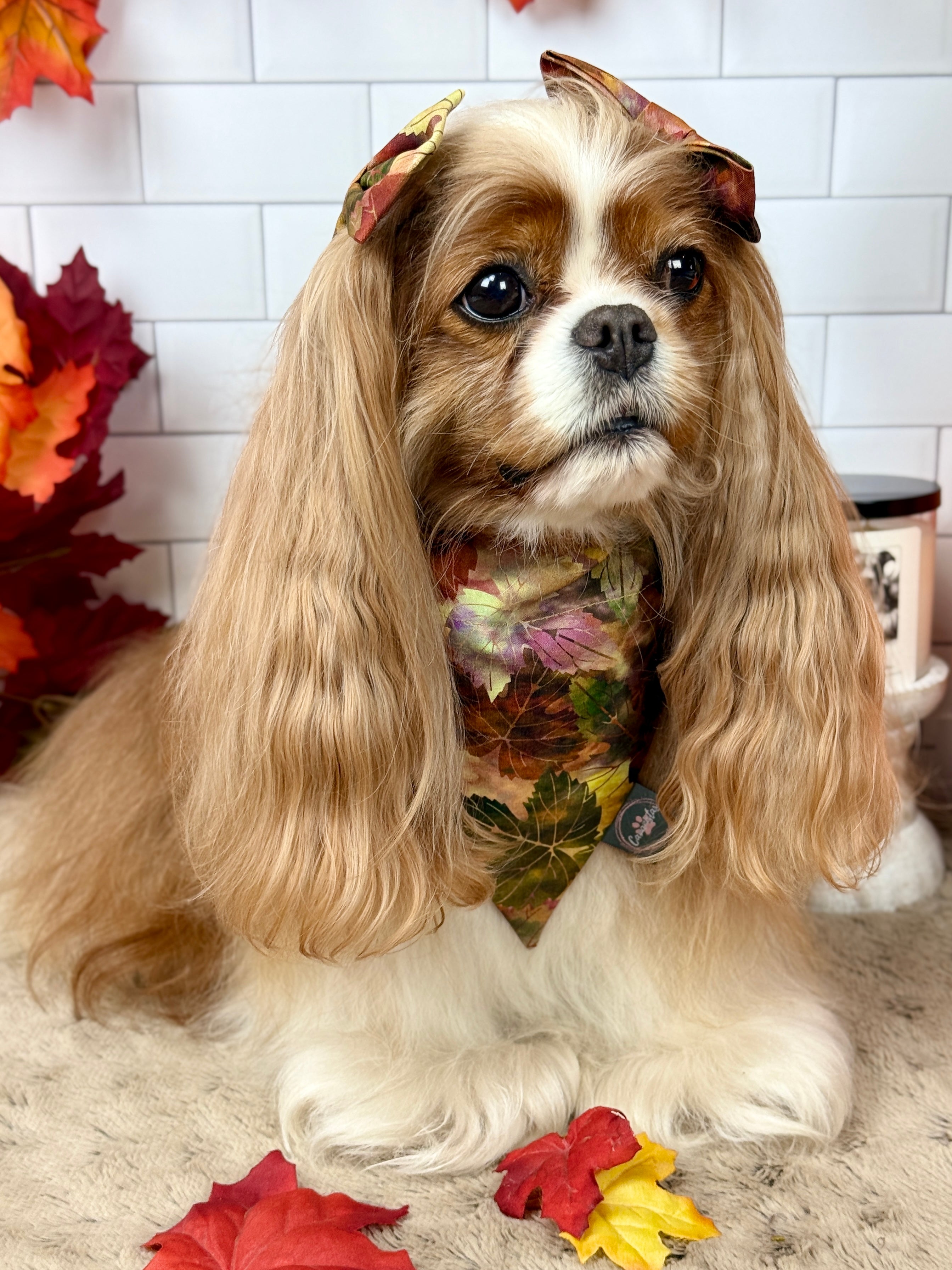 Intermission Wardrobe Change Reversible Bandana - Pumpkin Spice Life & Falling for Fall