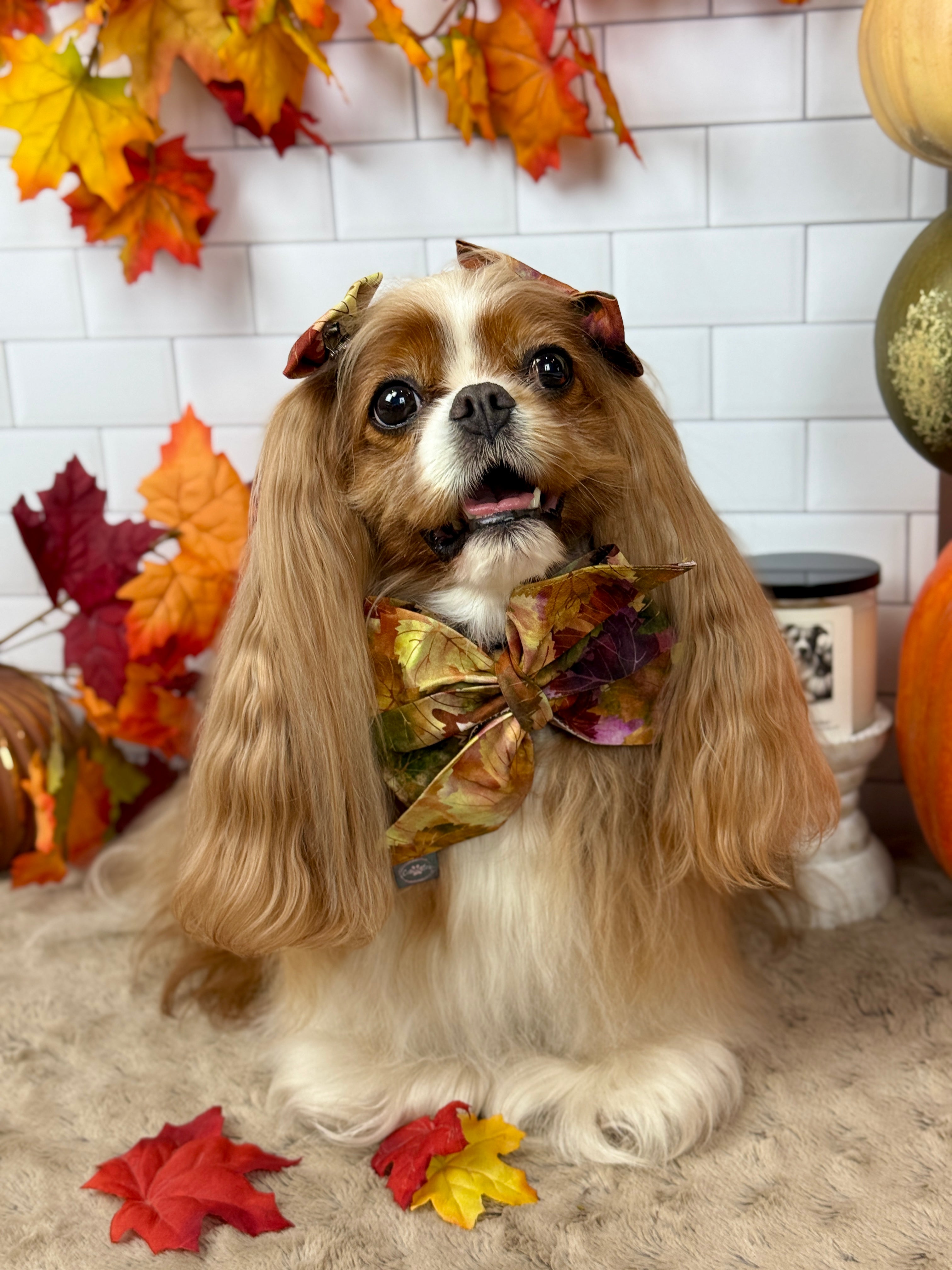 Strike a Pose Bow -  Falling for Fall