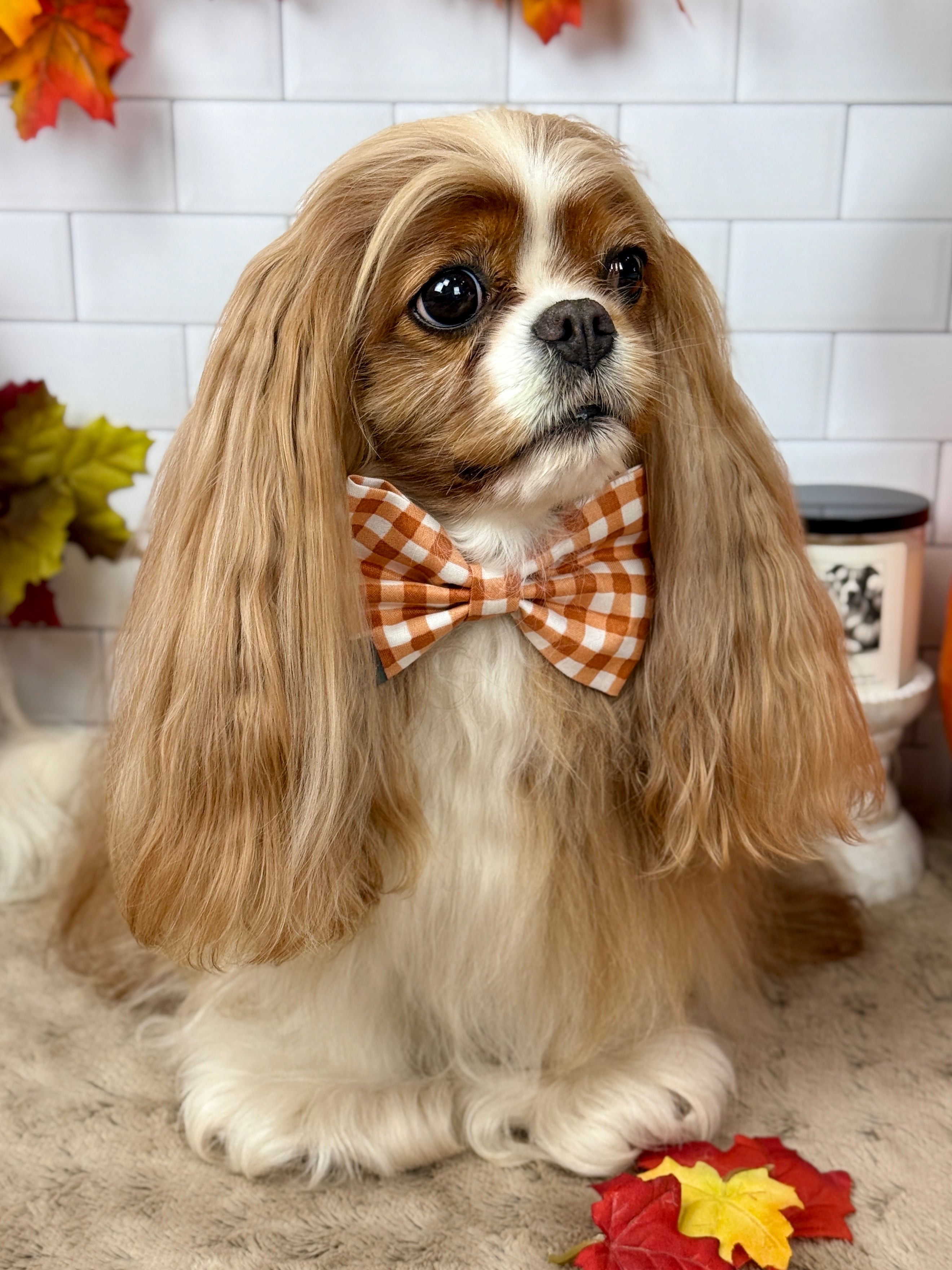 Dress to Impress Bow Tie - Sunset Bouquet or Pumpkin Gingham