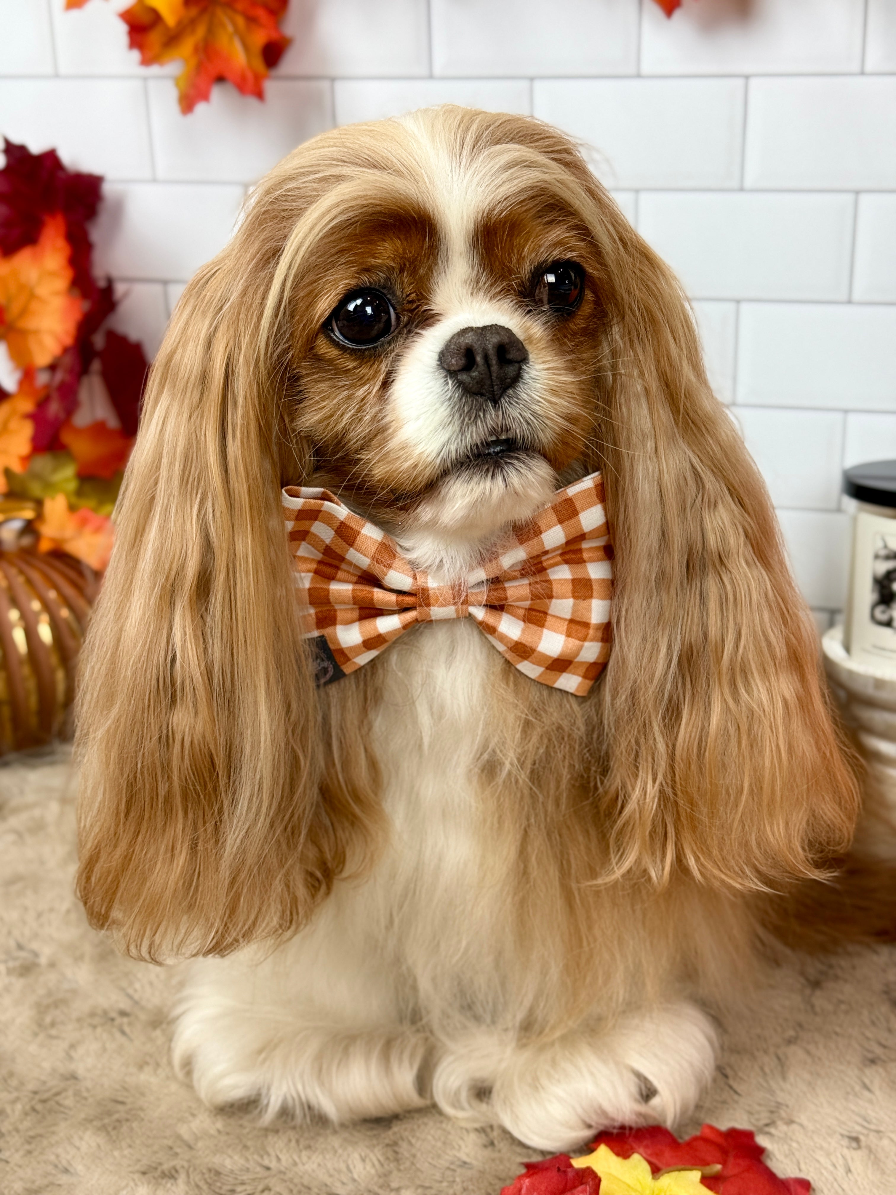 Dress to Impress Bow Tie - Sunset Bouquet or Pumpkin Gingham