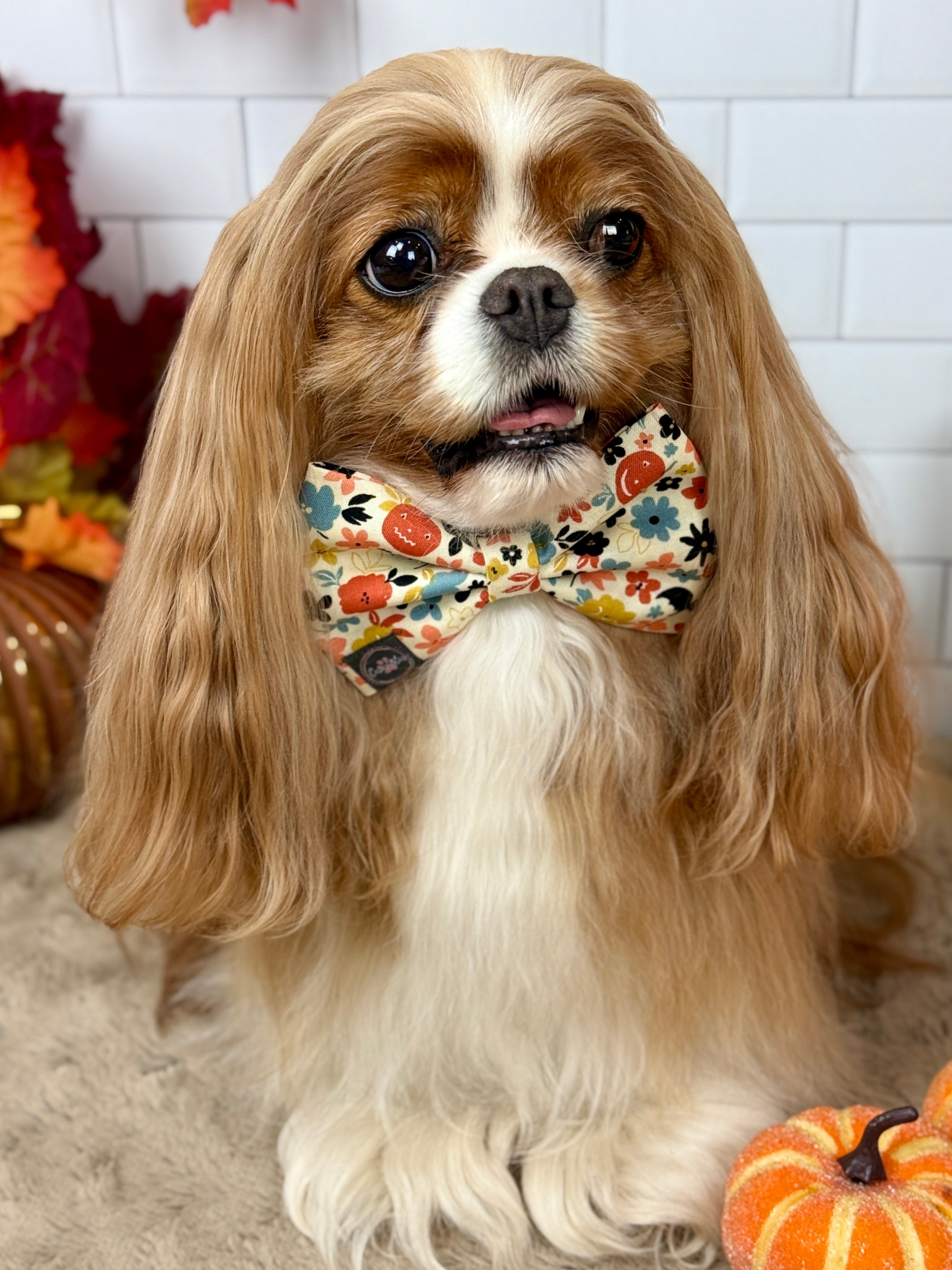 Dress to Impress Bow Tie - Bats & Blooms or Pumpkin Sprinkles