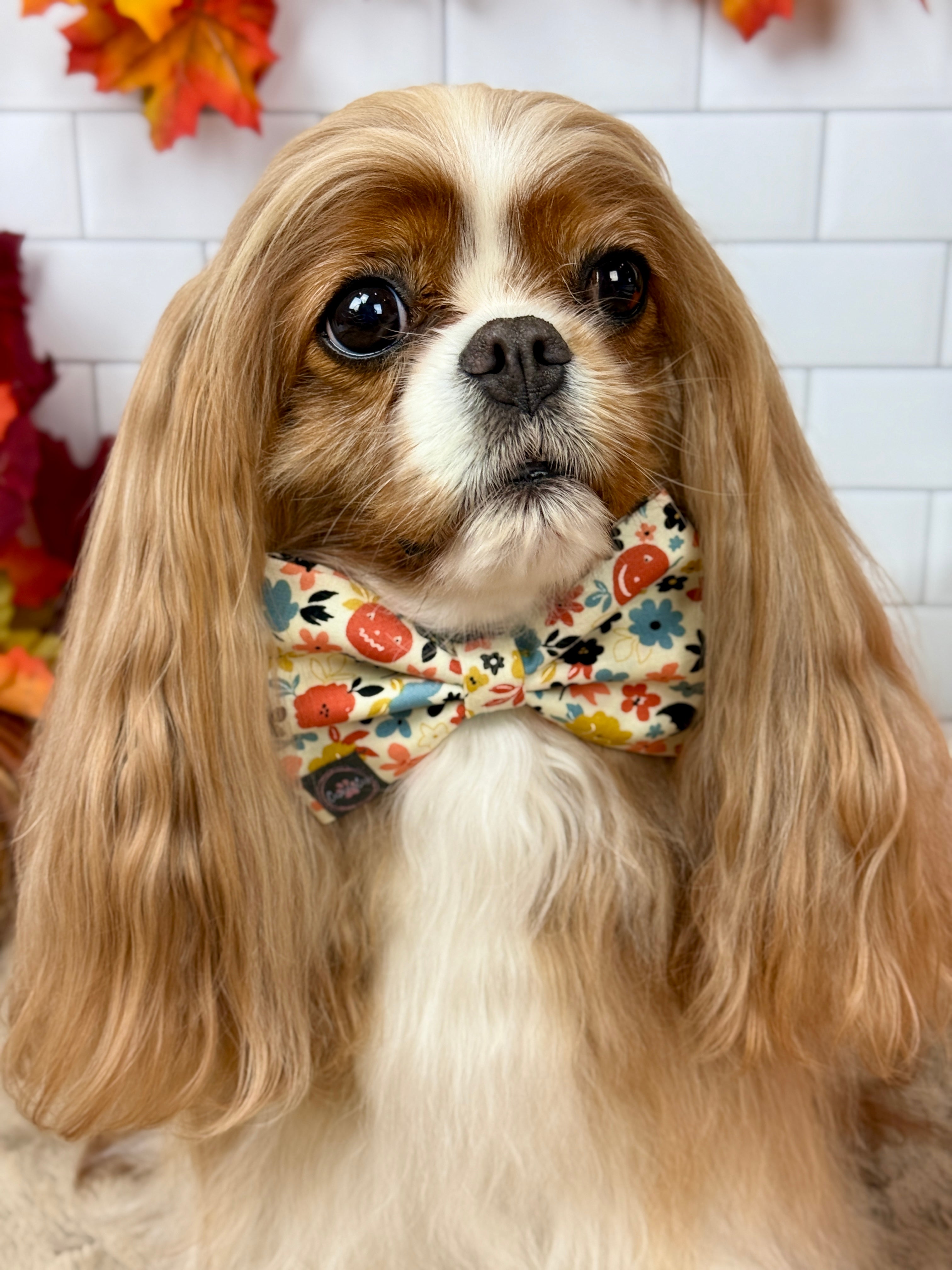 Dress to Impress Bow Tie - Bats & Blooms or Pumpkin Sprinkles
