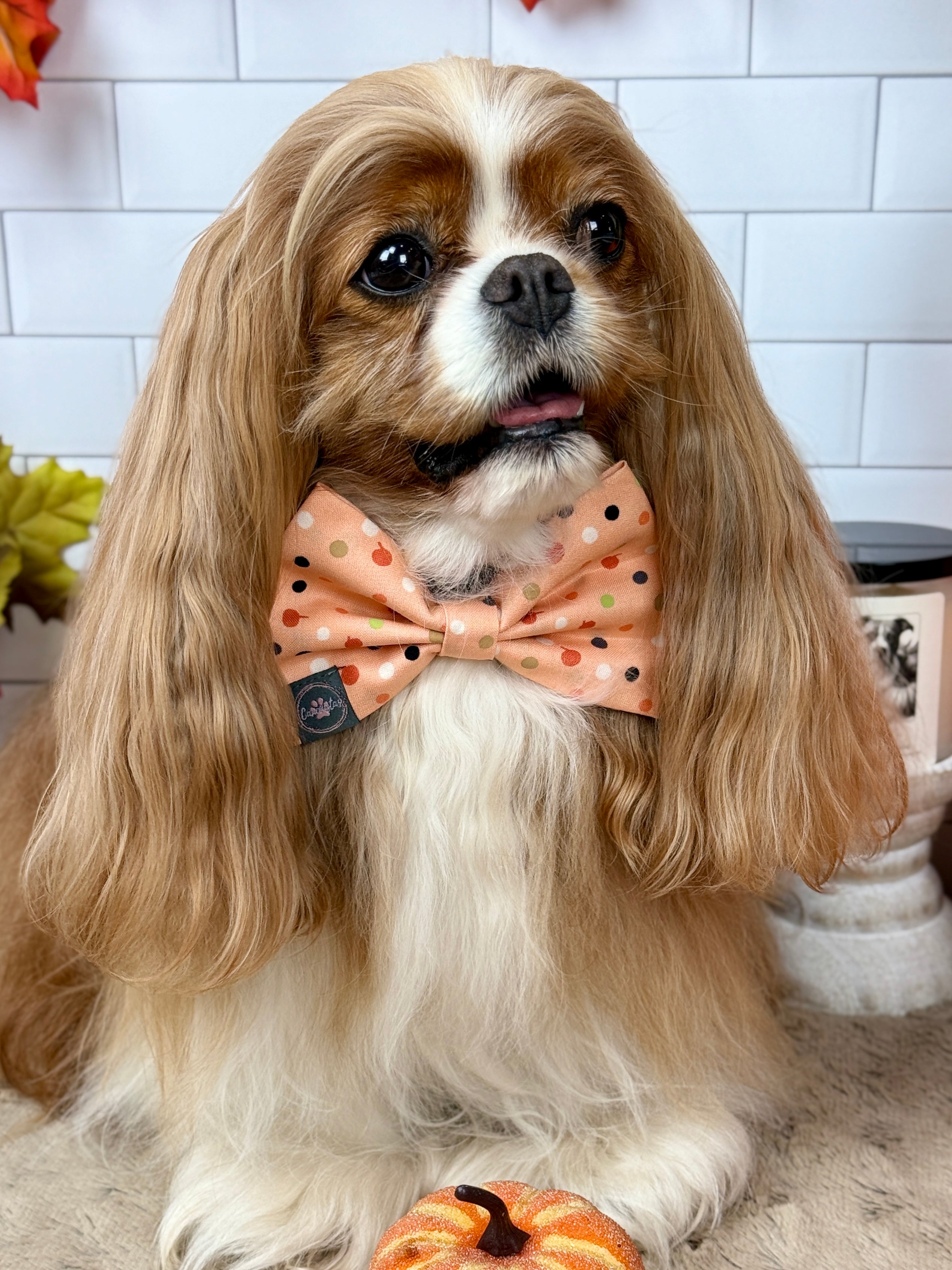 Dress to Impress Bow Tie - Bats & Blooms or Pumpkin Sprinkles