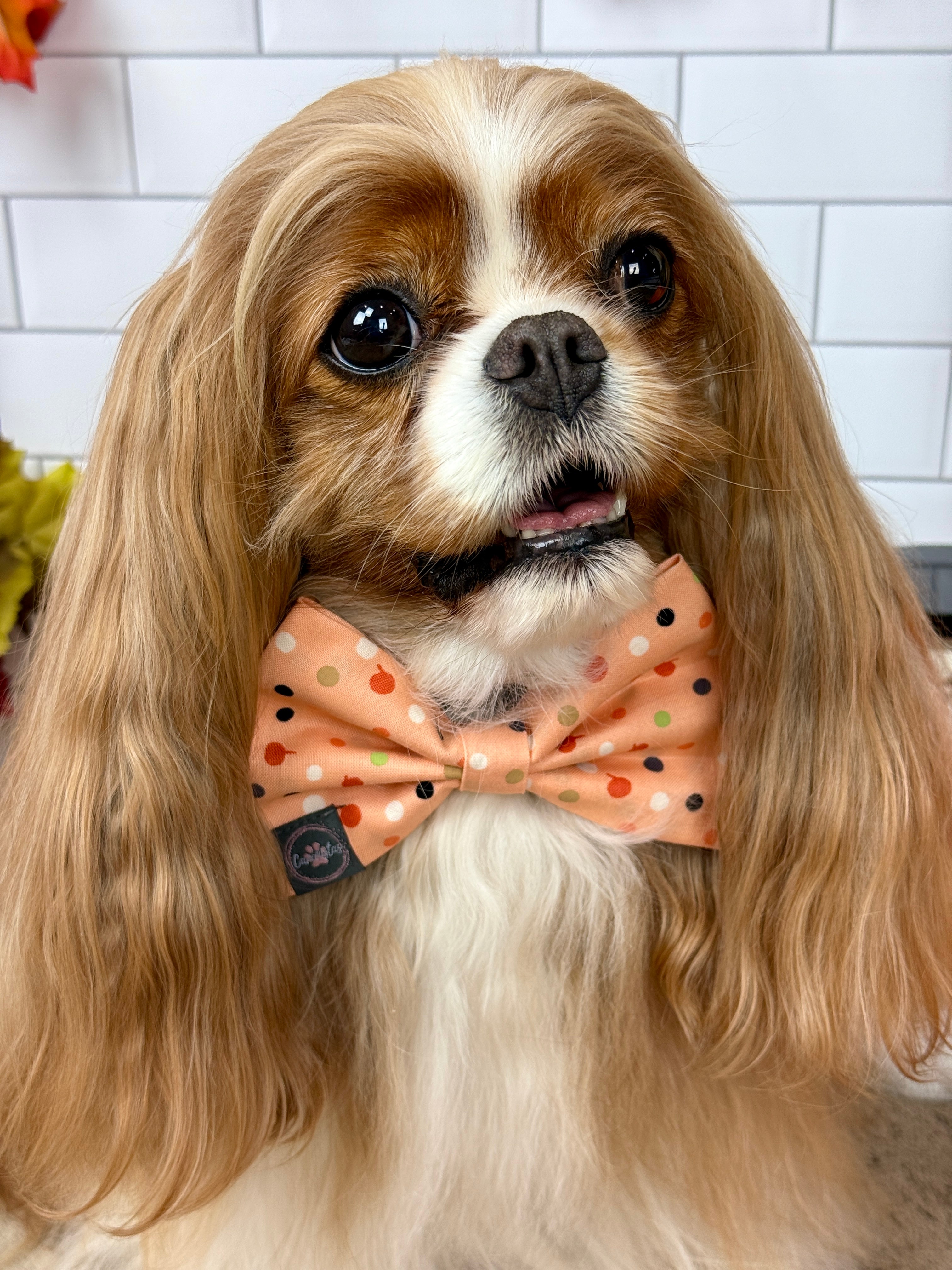 Dress to Impress Bow Tie - Bats & Blooms or Pumpkin Sprinkles
