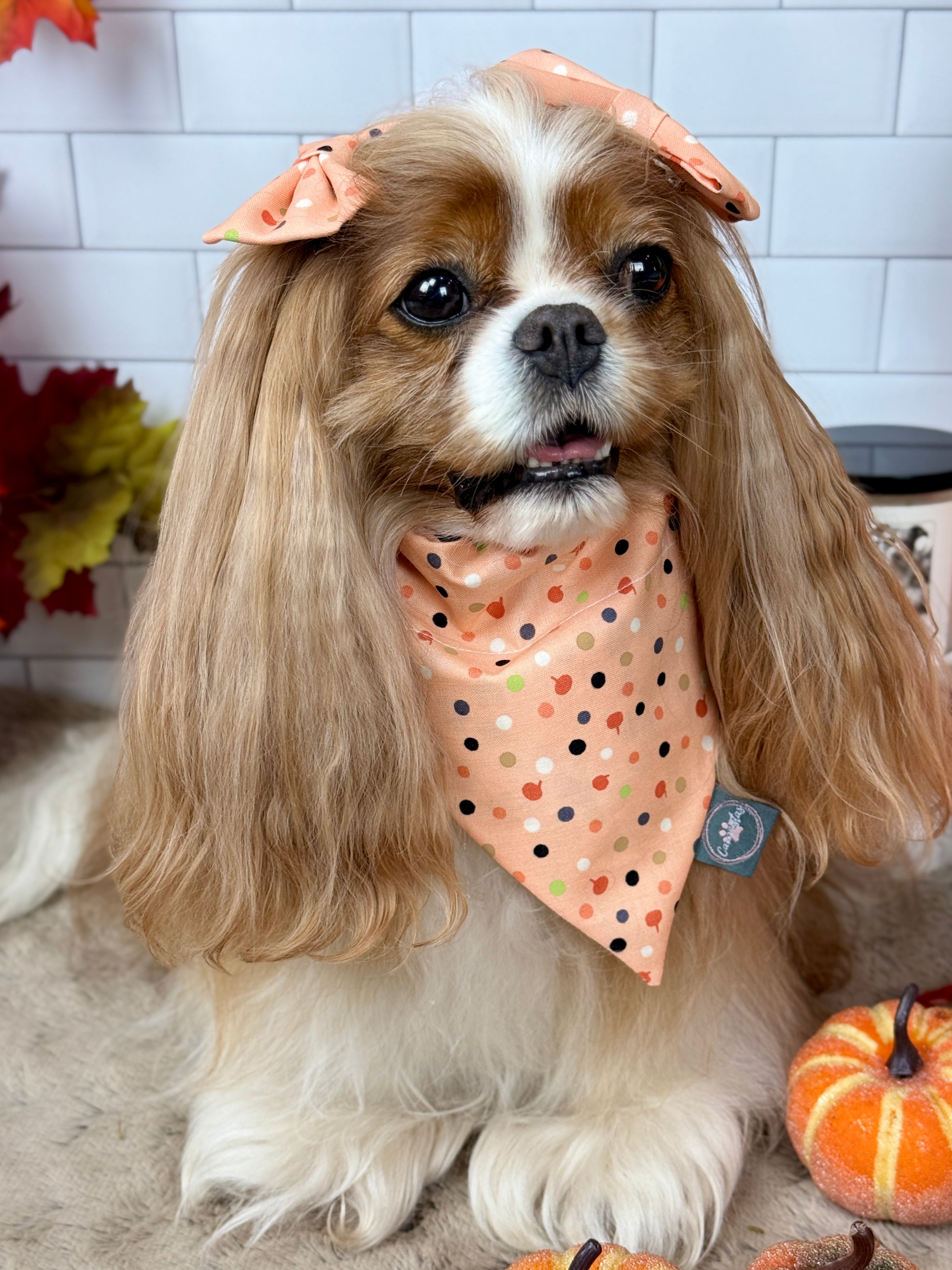 Intermission Wardrobe Change Reversible Bandana - Bat Blooms & Pumpkin Sprinkles