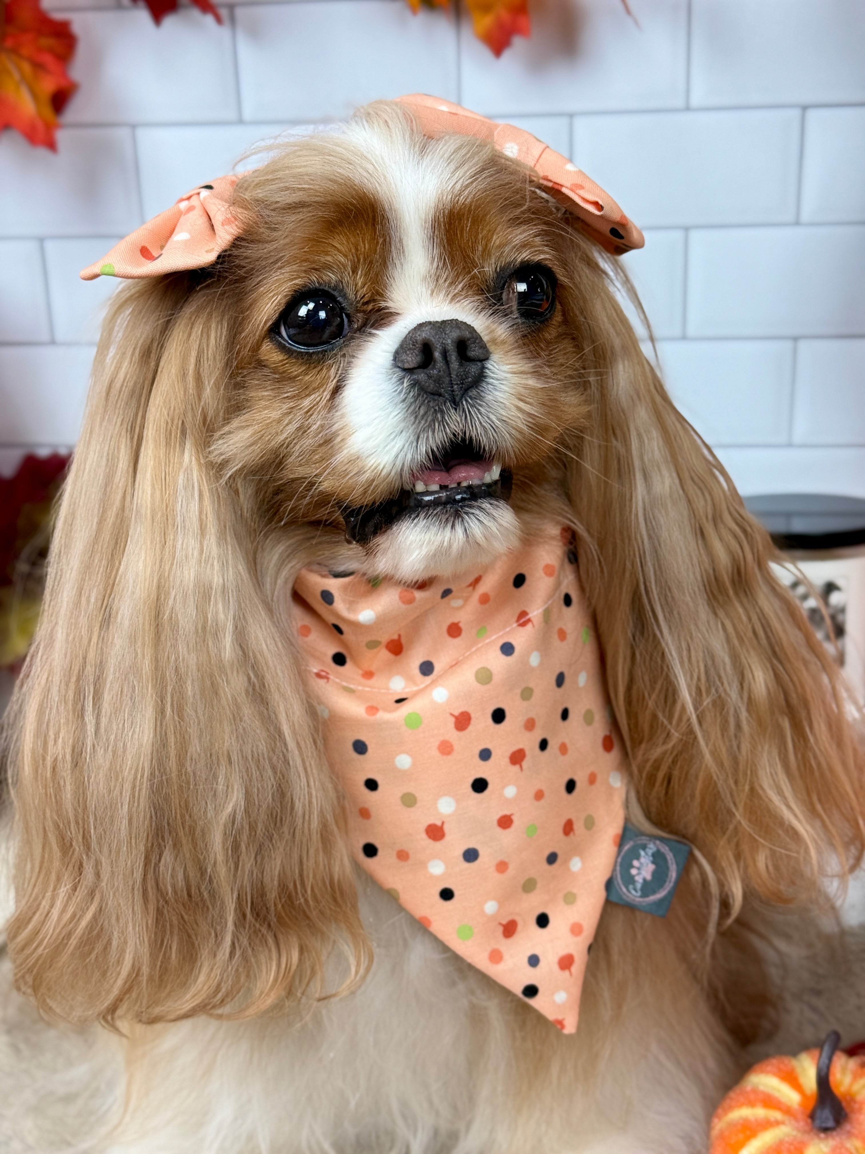 Intermission Wardrobe Change Reversible Bandana - Bat Blooms & Pumpkin Sprinkles