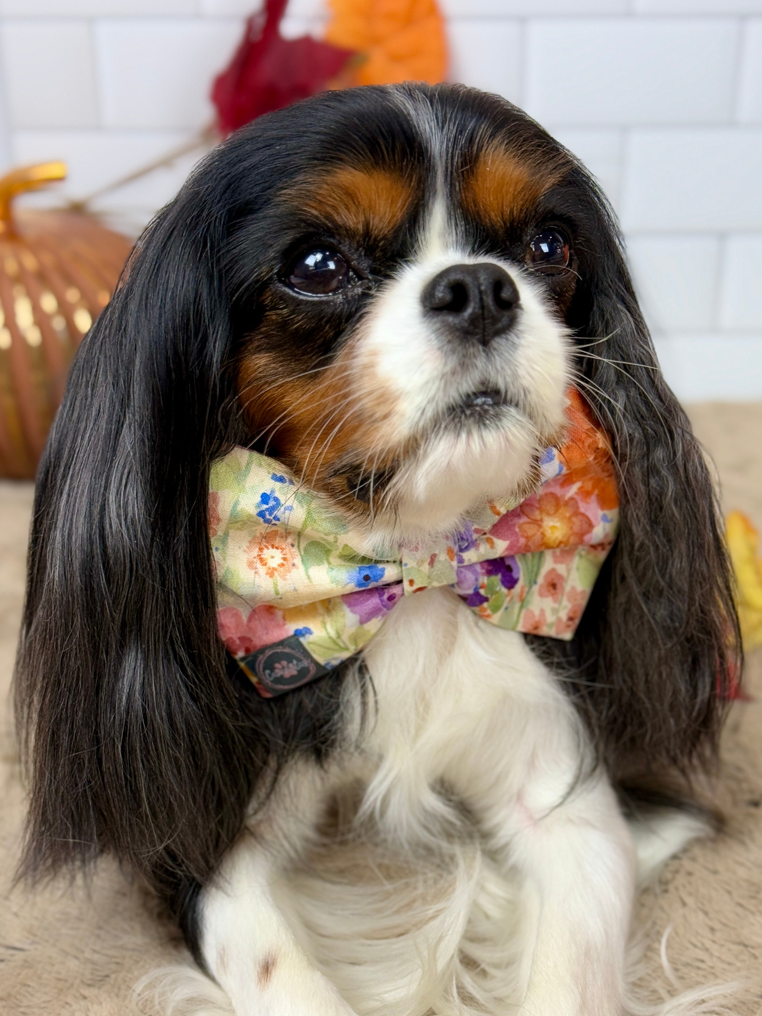 Dress to Impress Bow Tie - Sunset Bouquet or Pumpkin Gingham