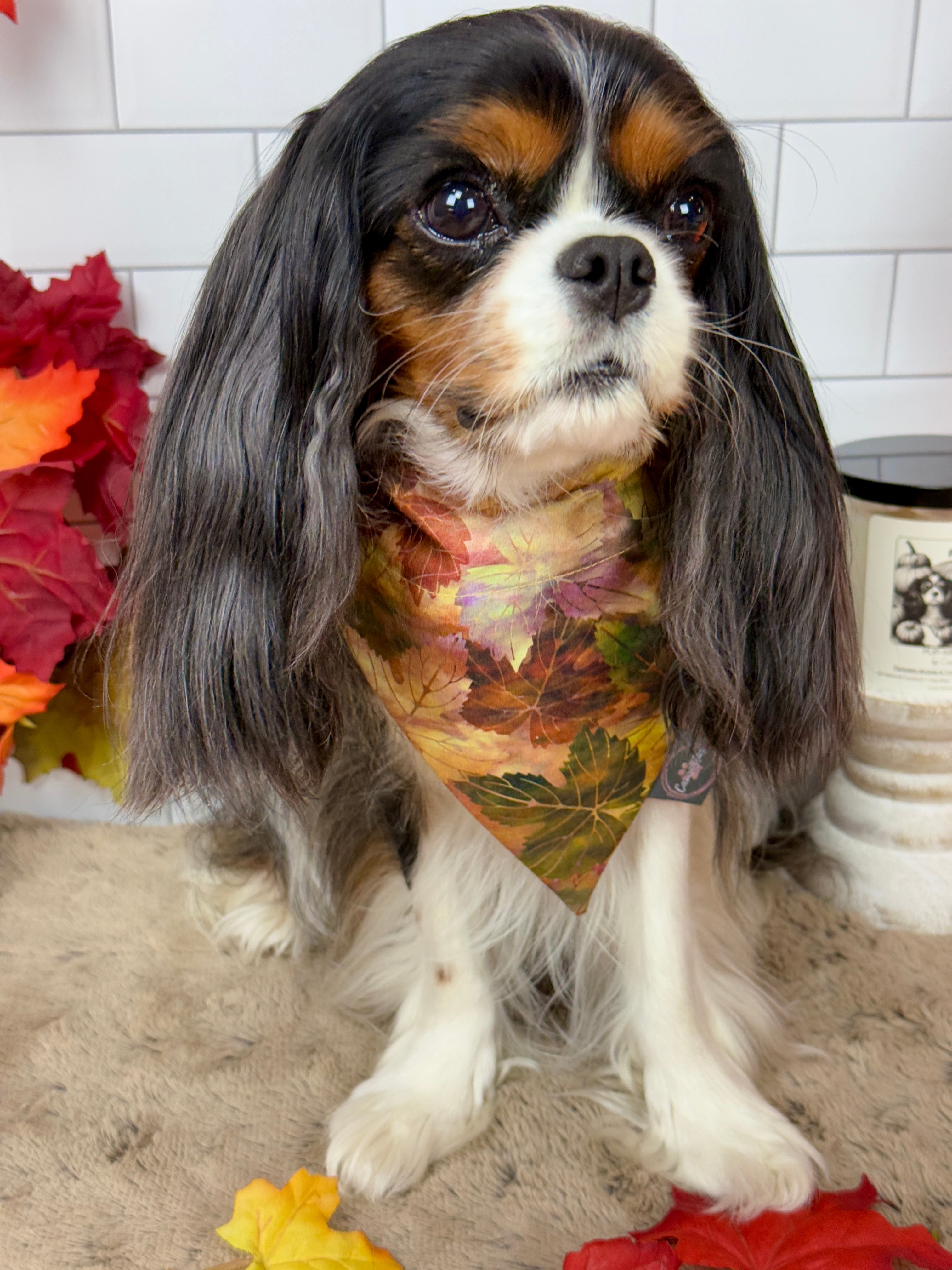 Intermission Wardrobe Change Reversible Bandana - Pumpkin Spice Life & Falling for Fall