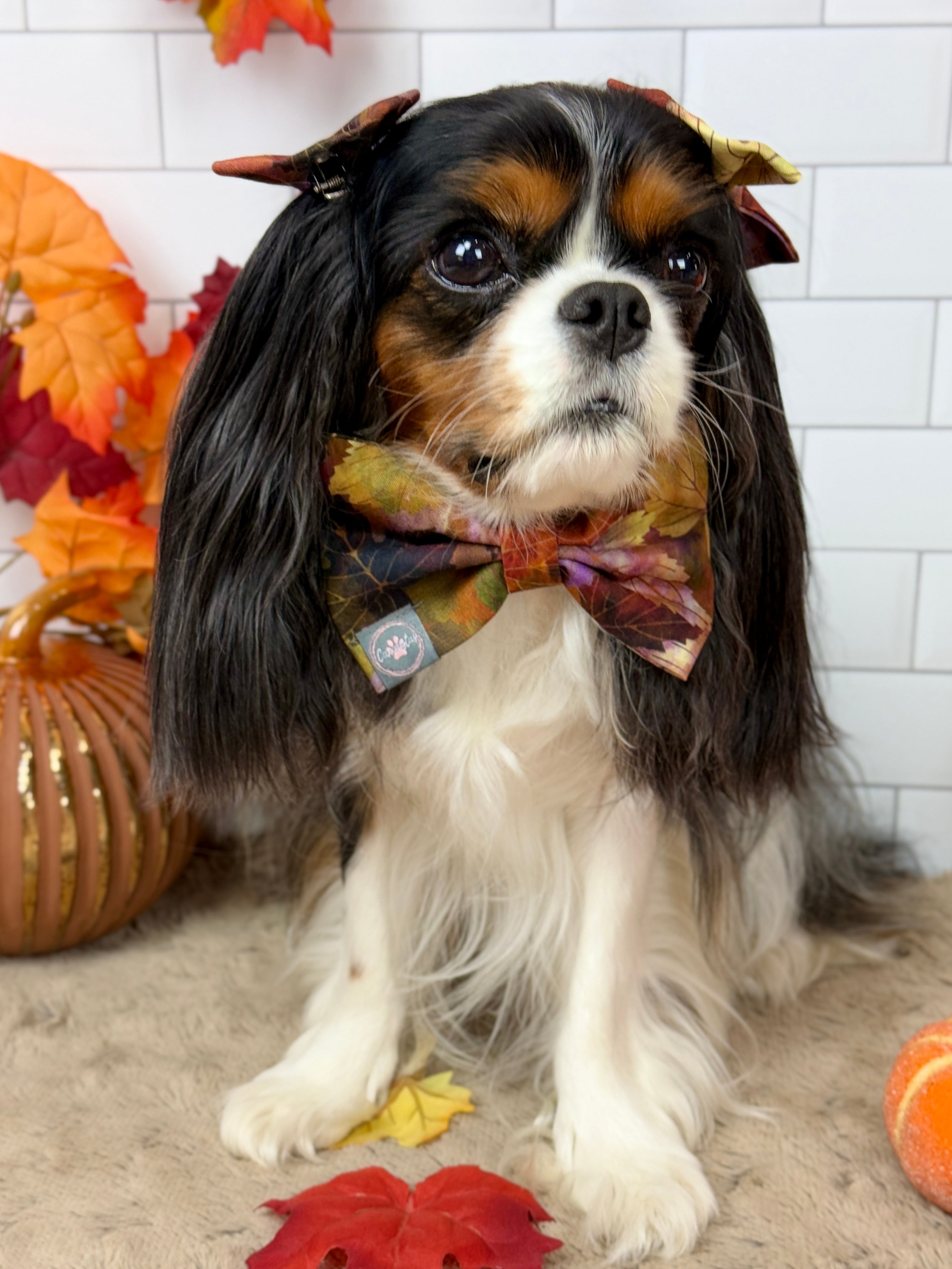 Dress to Impress Bow Tie - Pumpkin Spice Life or Falling for Fall