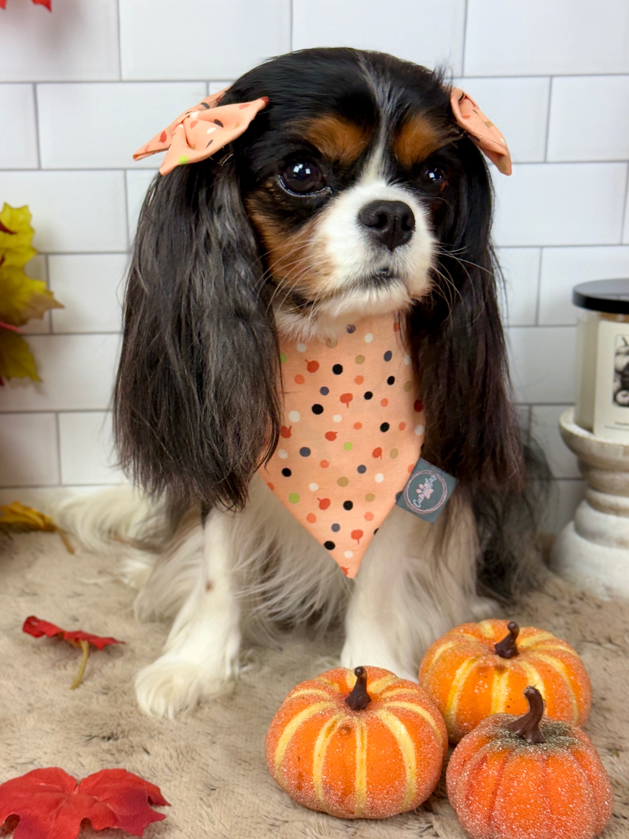 Intermission Wardrobe Change Reversible Bandana - Bat Blooms & Pumpkin Sprinkles