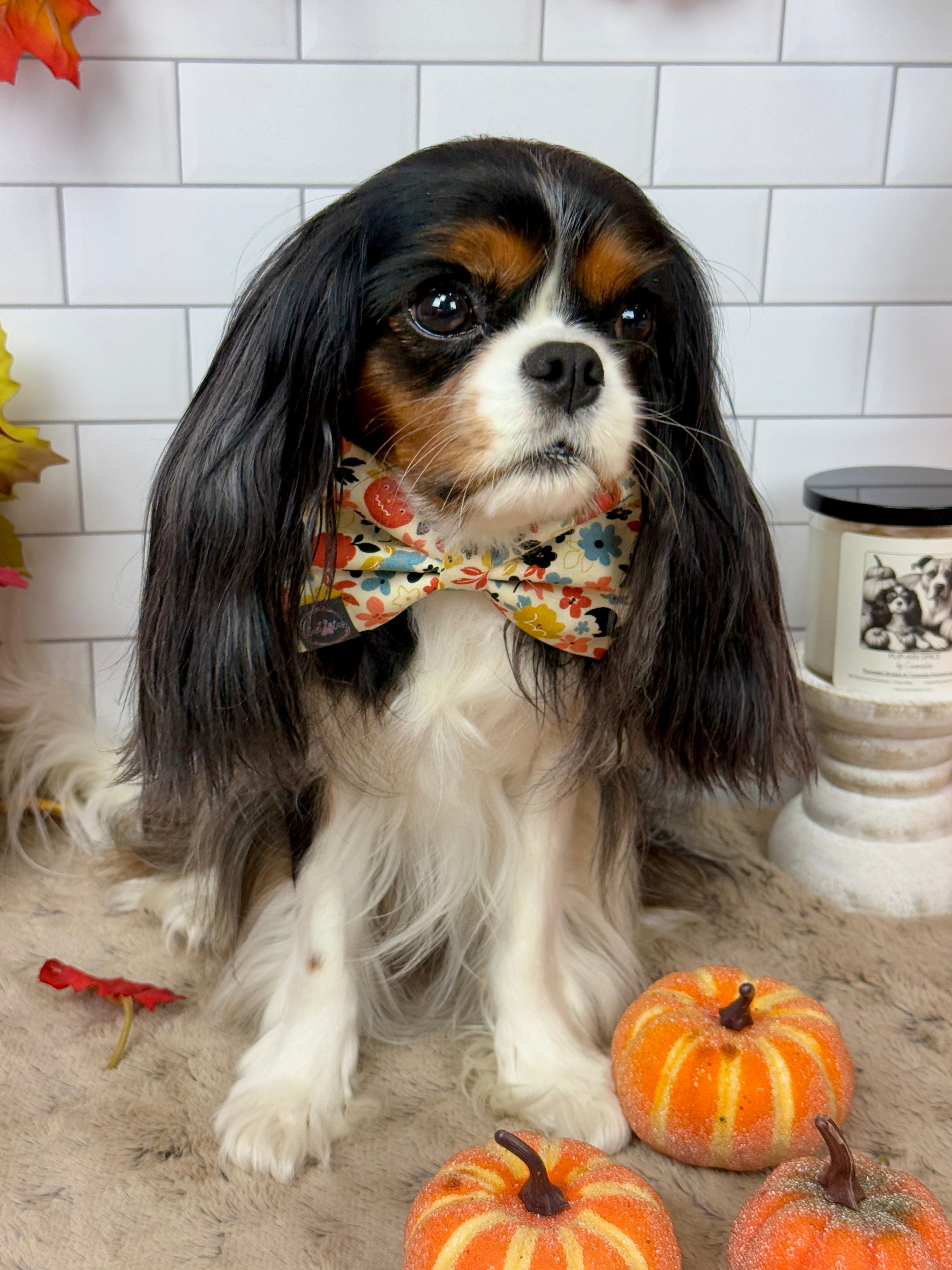 Dress to Impress Bow Tie - Bats & Blooms or Pumpkin Sprinkles