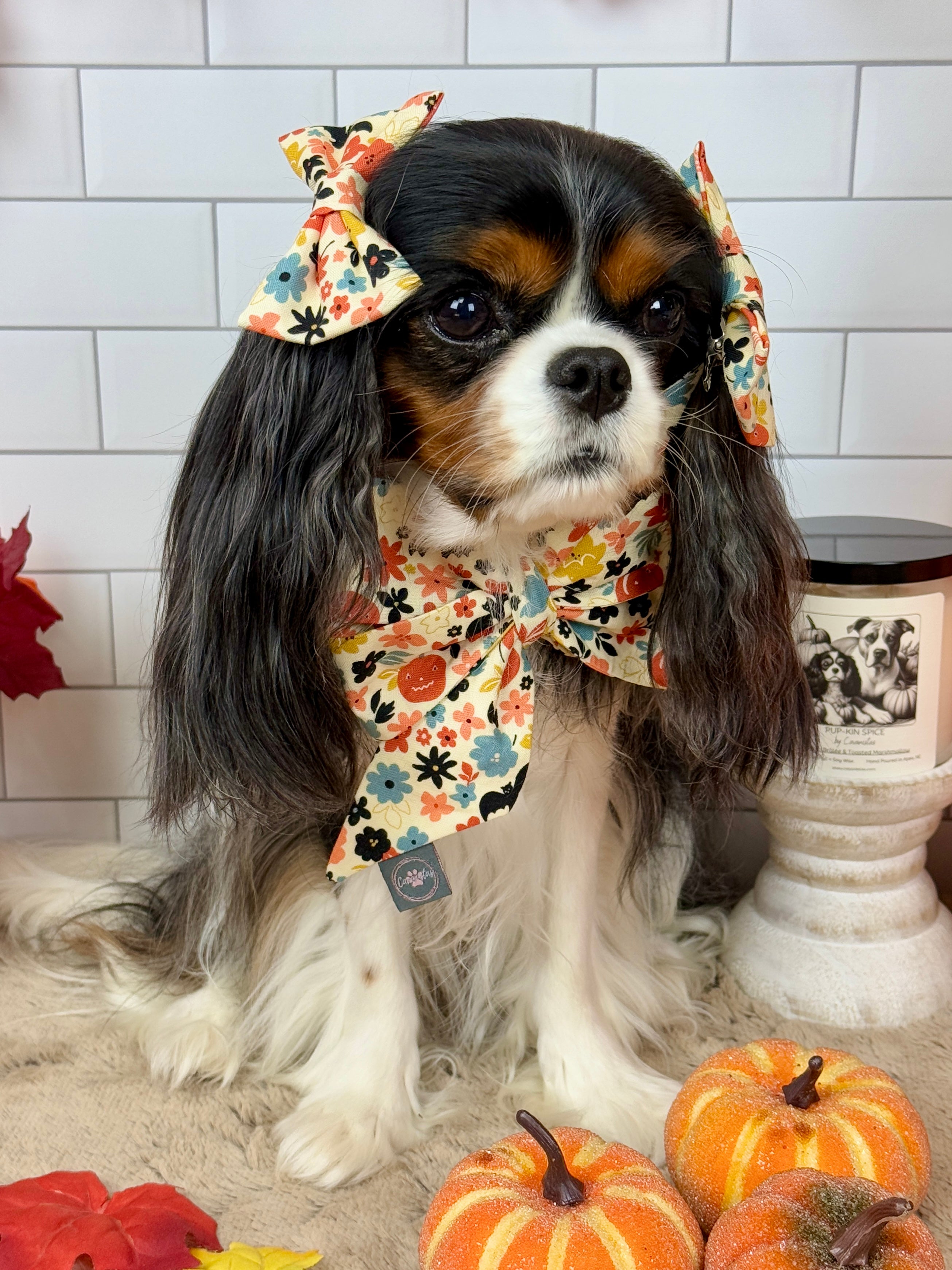 Strike a Pose Bow - Bats & Blooms or Pumpkin Sprinkles