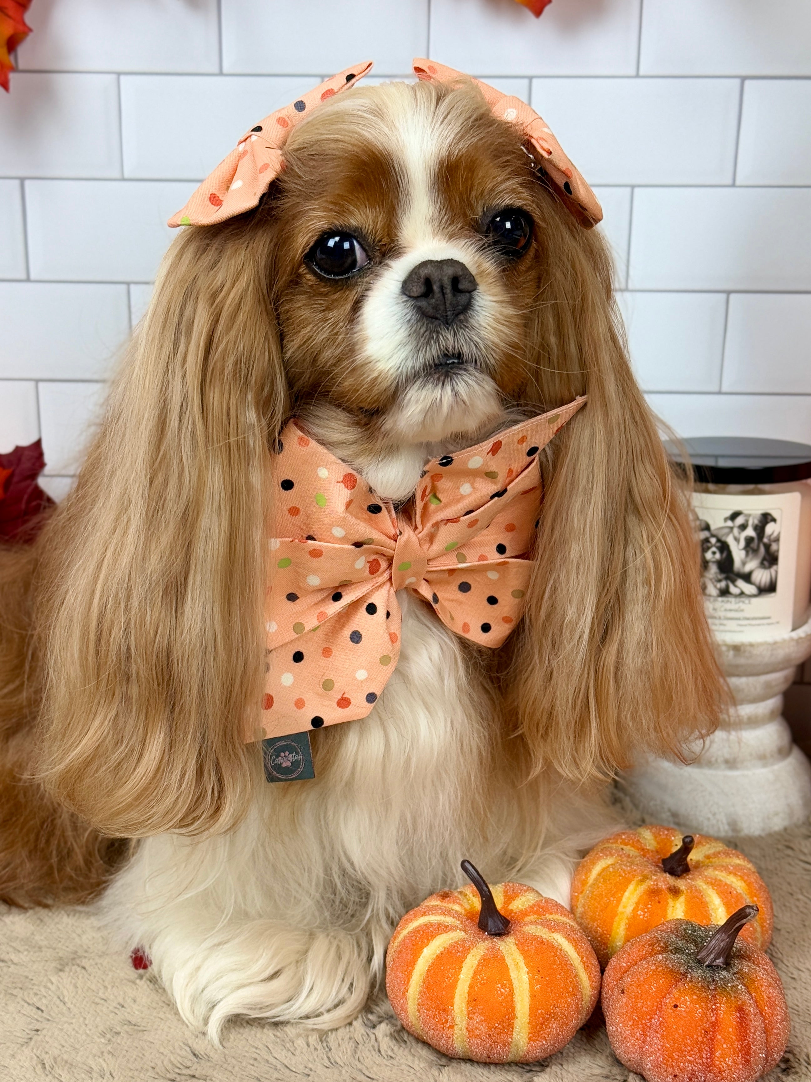 Strike a Pose Bow - Bats & Blooms or Pumpkin Sprinkles