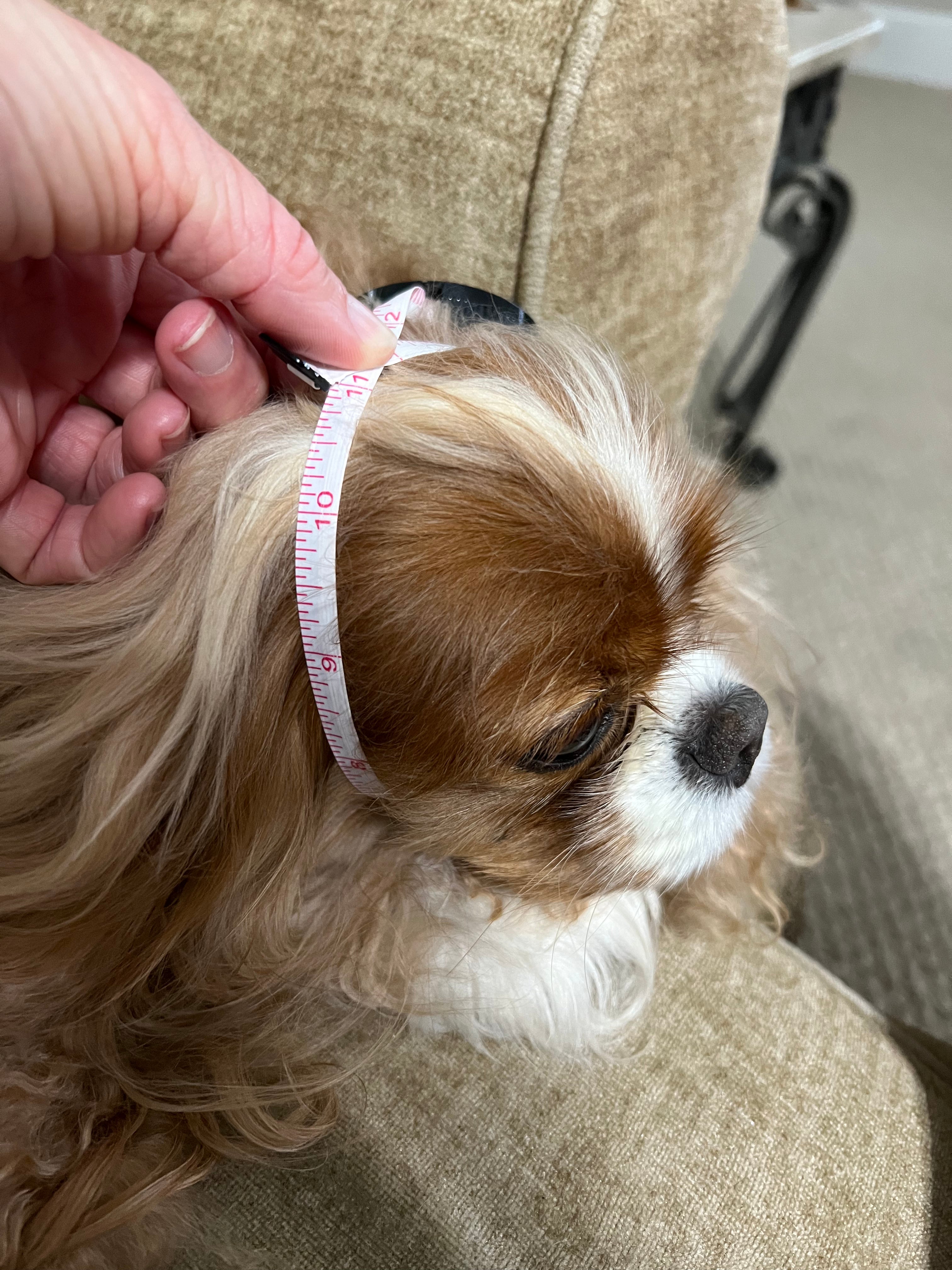 The Long Ear Struggles are Real Snood - Flashy Fuchsia