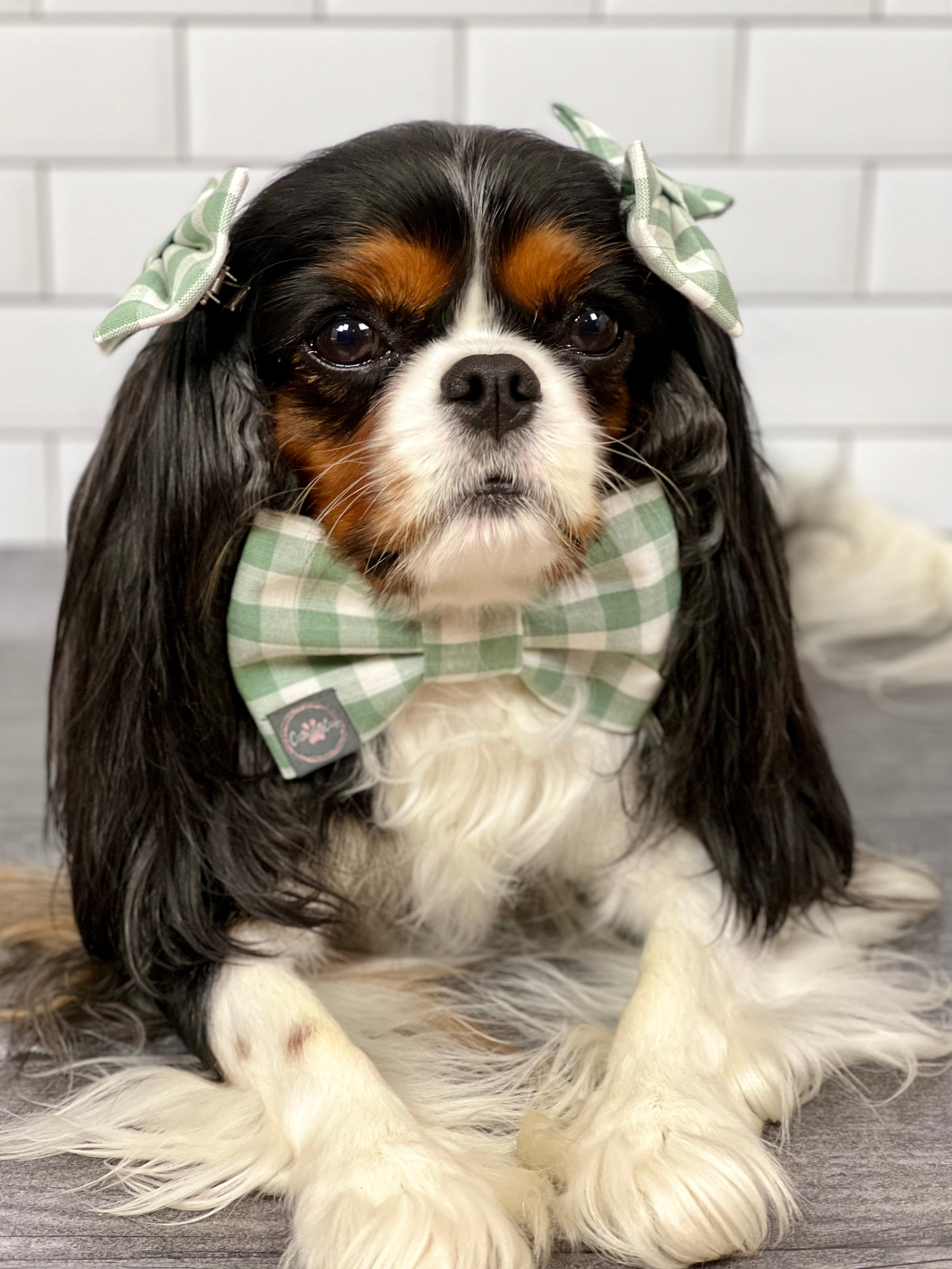 Dress to Impress Bow Tie - Sea Turtles & Sage Gingham