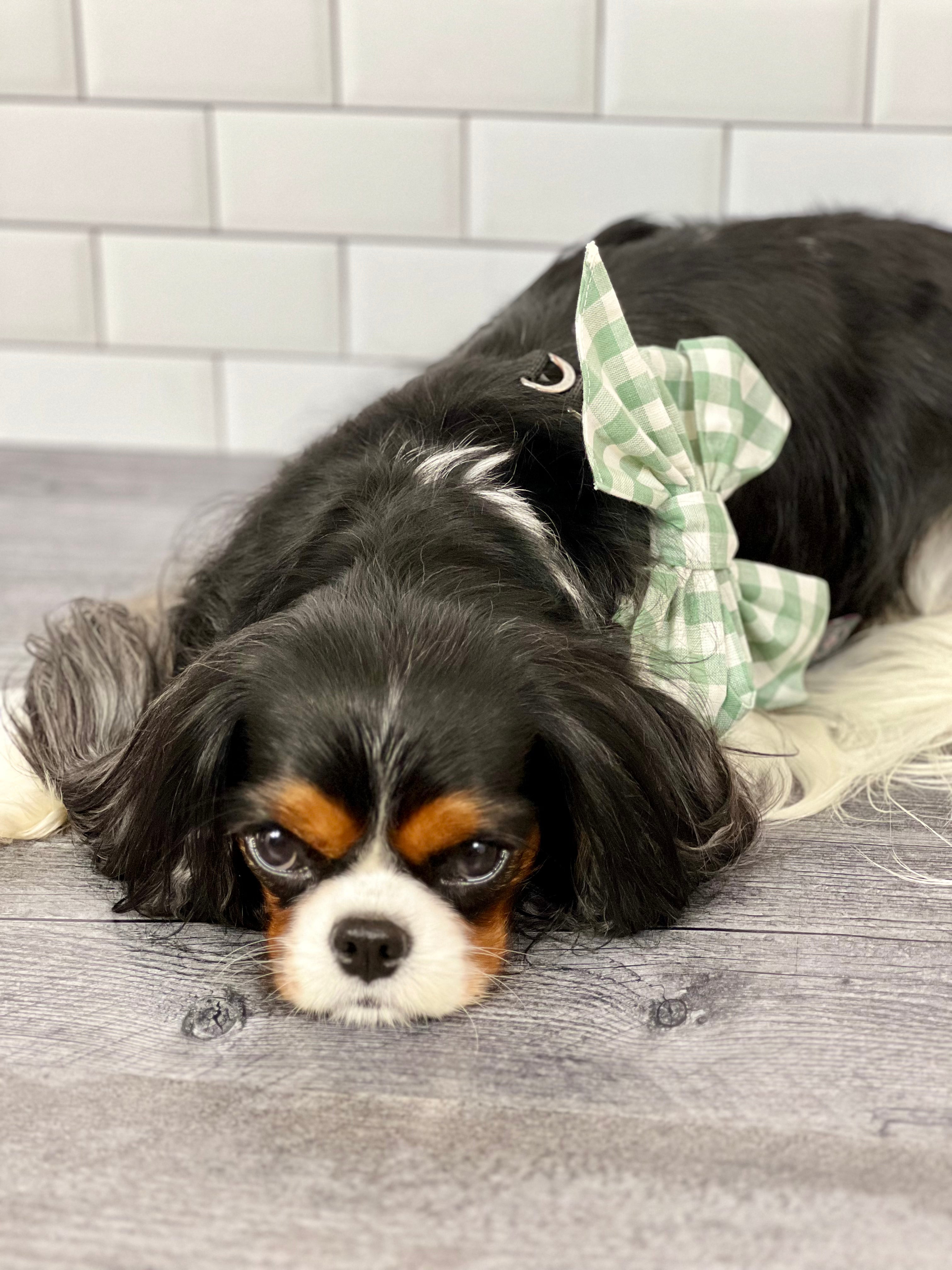 Strike a Pose Bow - Sage Gingham